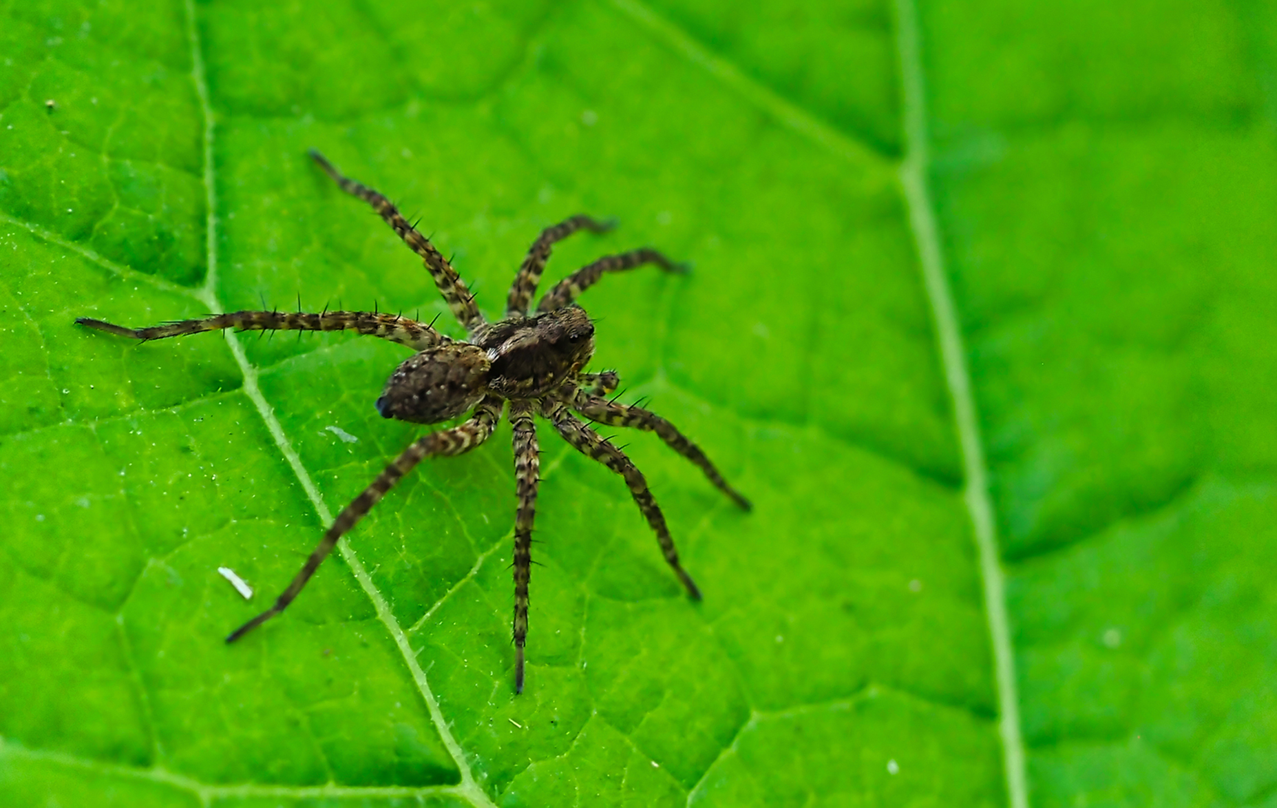 Dunkle Wolfspinne02 (Pardosa amentata)