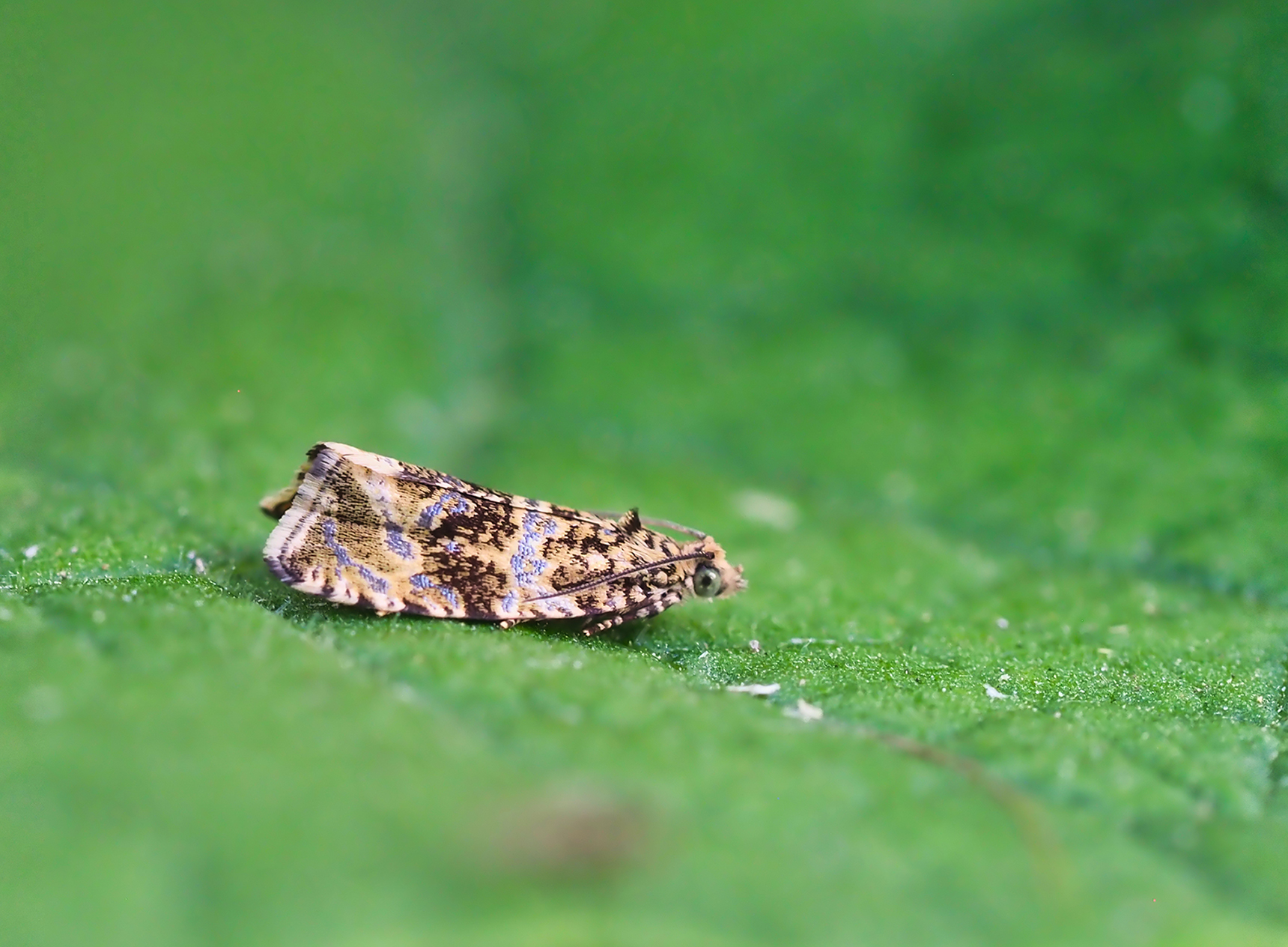 Gebänderter Wickler (Celypha lacunana)