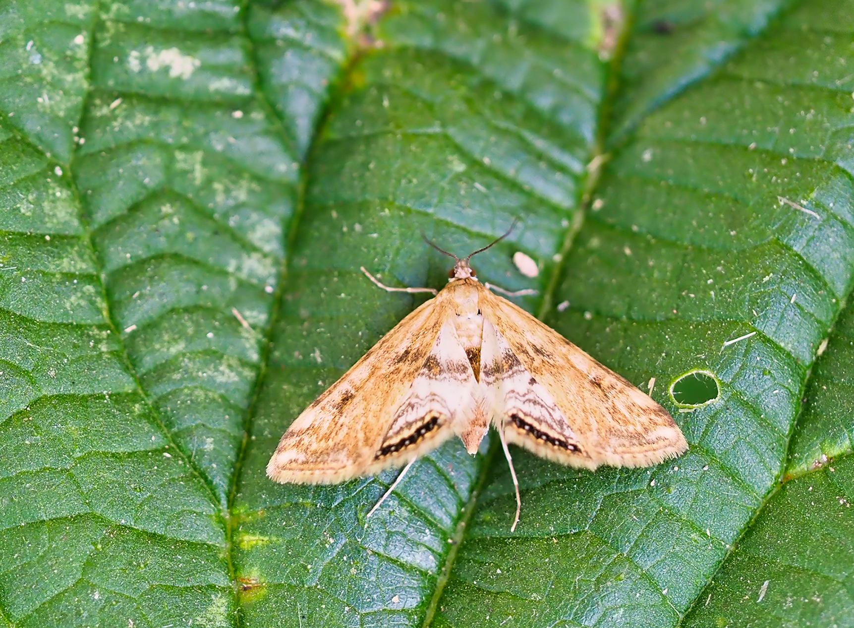 Wasserlinsenzünsler f. (Cataclysta lemnata)