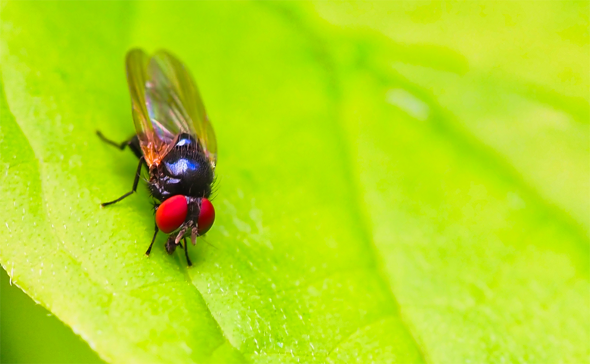 Lanzenfliege01 (Silba fumosa)