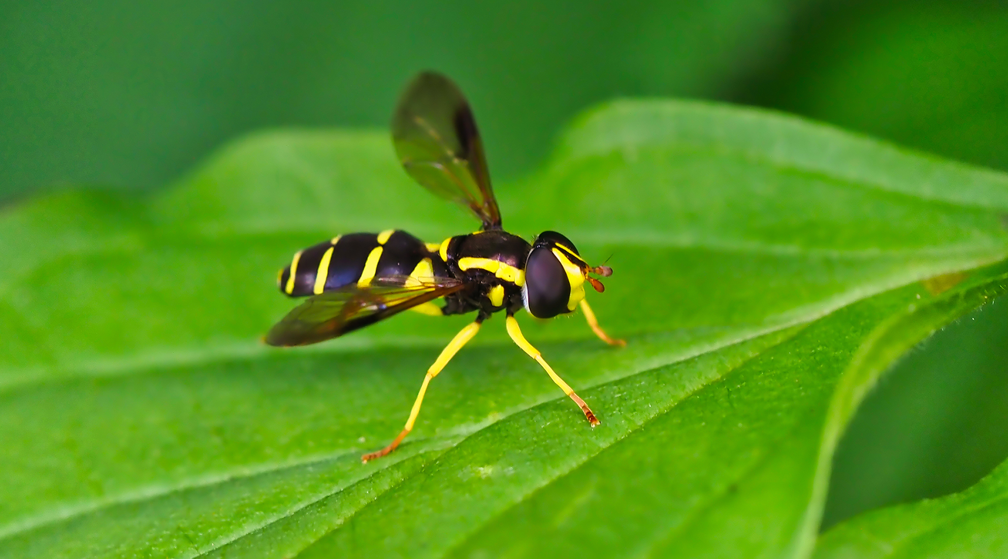 Späte Gelbrand-Schwebfliege (Xanthogramma pedissequum)