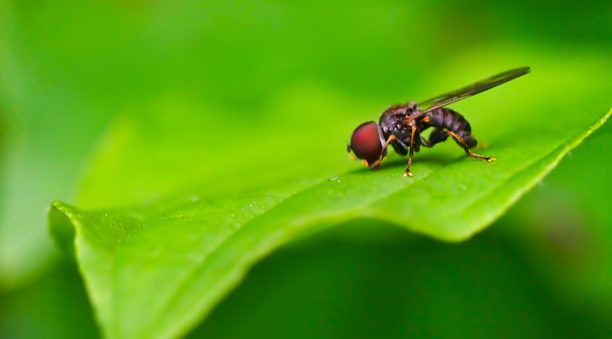 Augenfliege (Jassidophaga fasciata)
