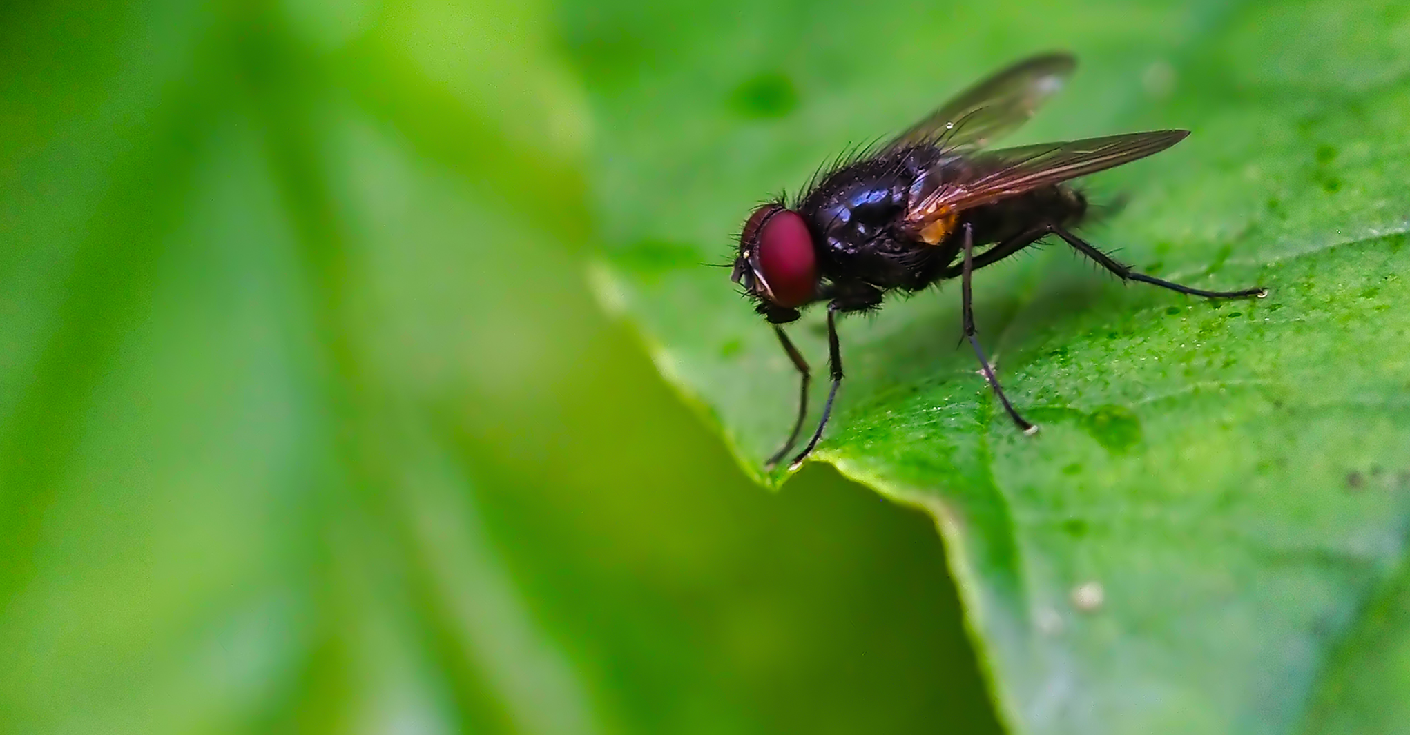Fanniidae (Fannia manicata)