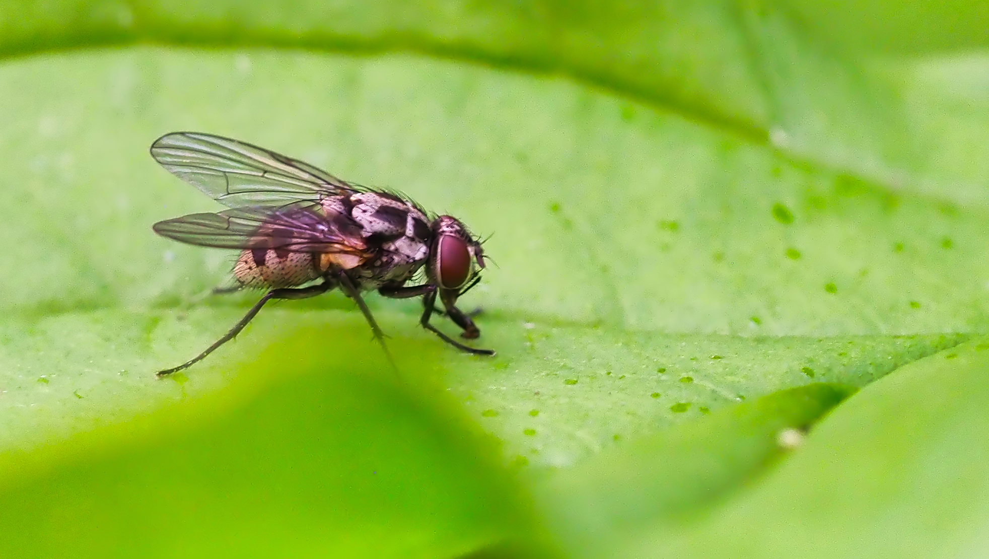 Gefleckte Hausfliege02 (Graphomyia maculata)