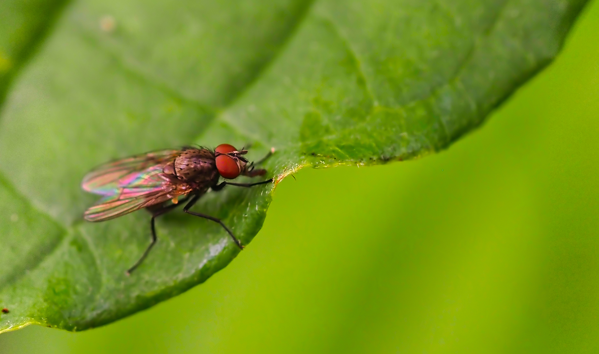 Echte Fliege (Coenosia agromyzina)