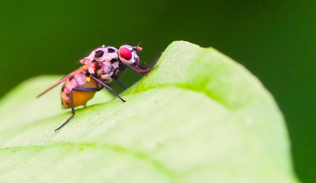 Blumenfliege (Anthomyia pluvialis)