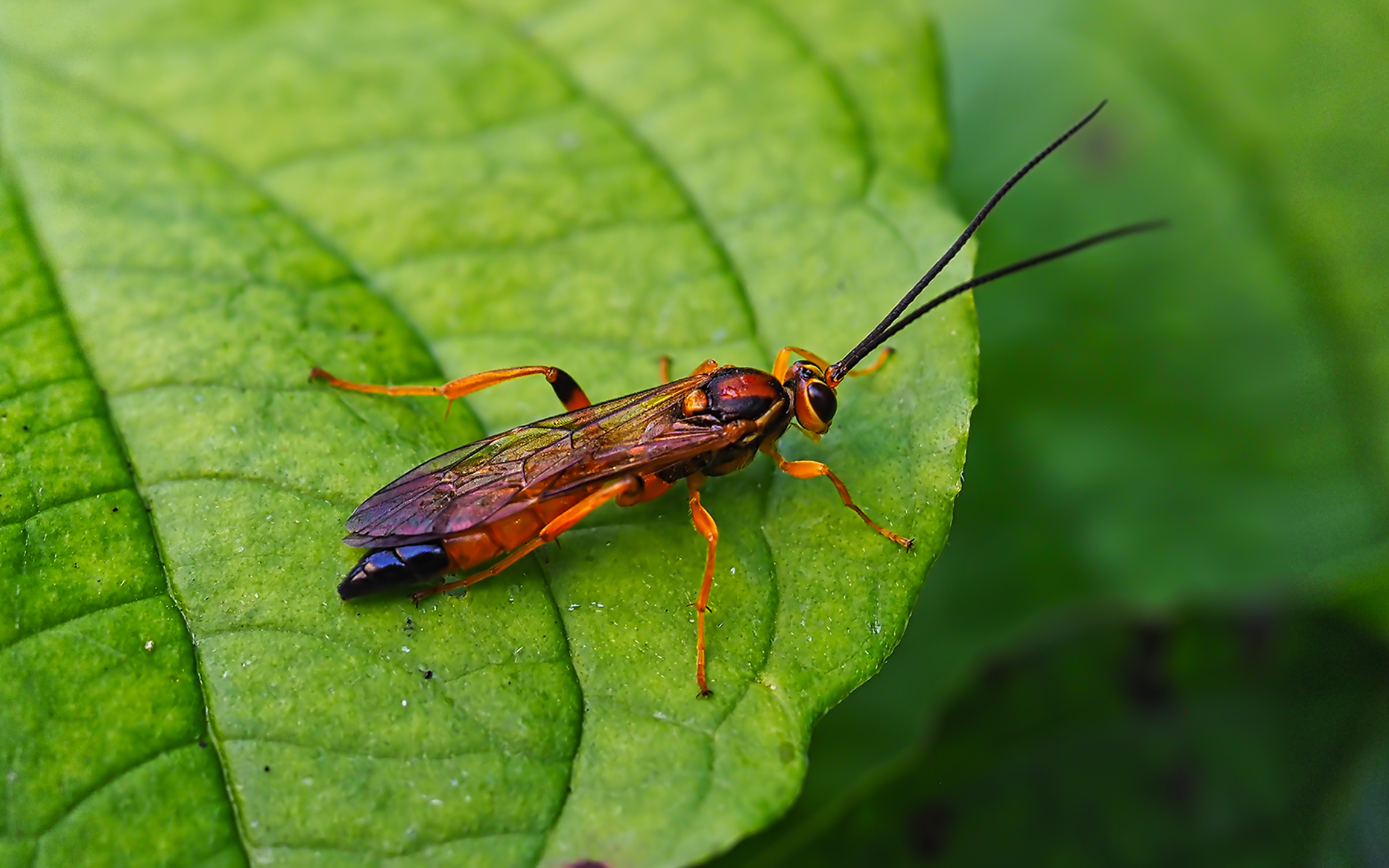 Blattwespe (Tenthredopsis nassata)