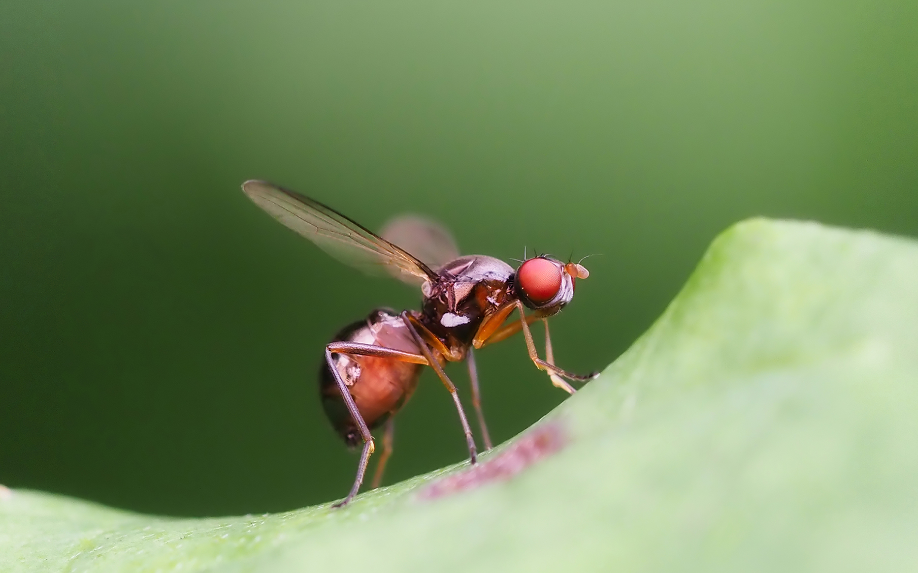 Schwingfliege Porträt (Nemopoda nitidula)