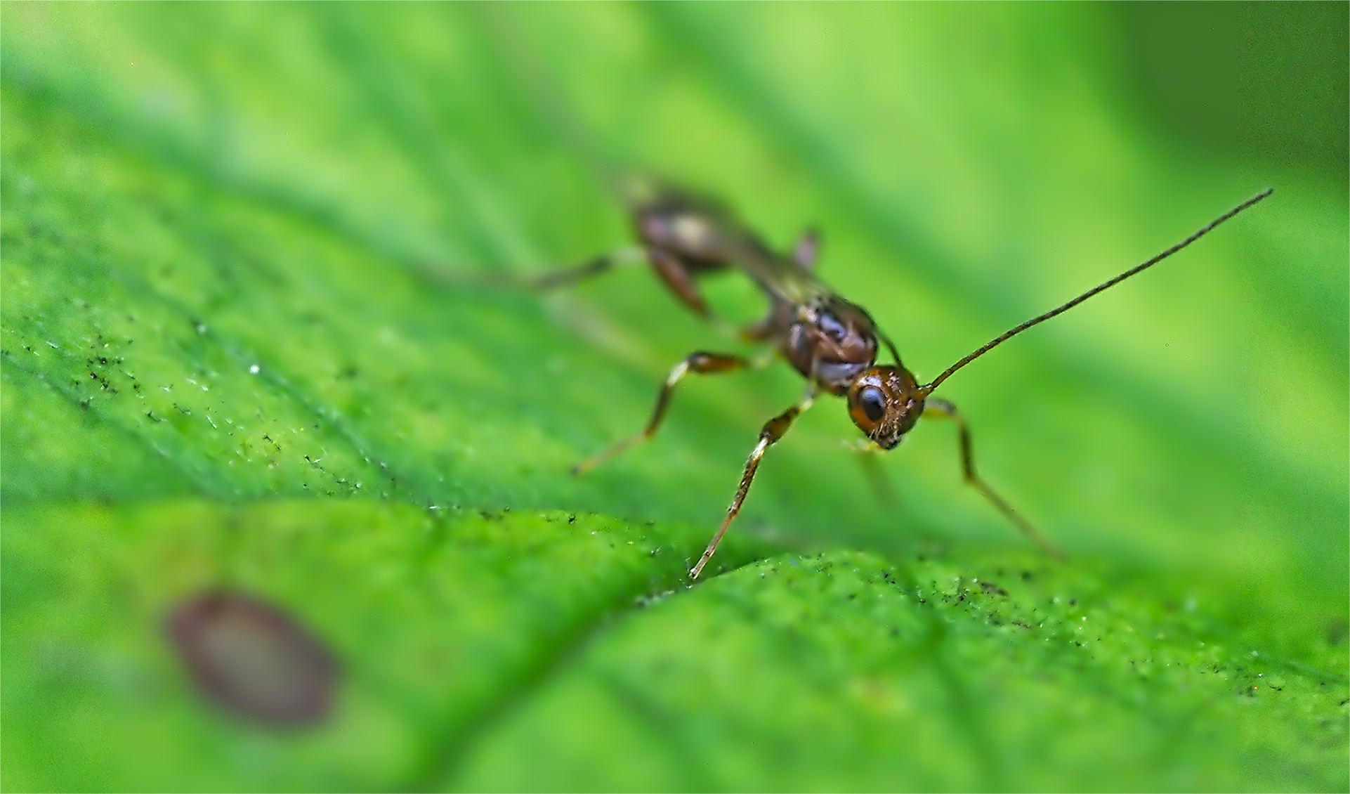 Kronenwespe (Stephanus serrator)