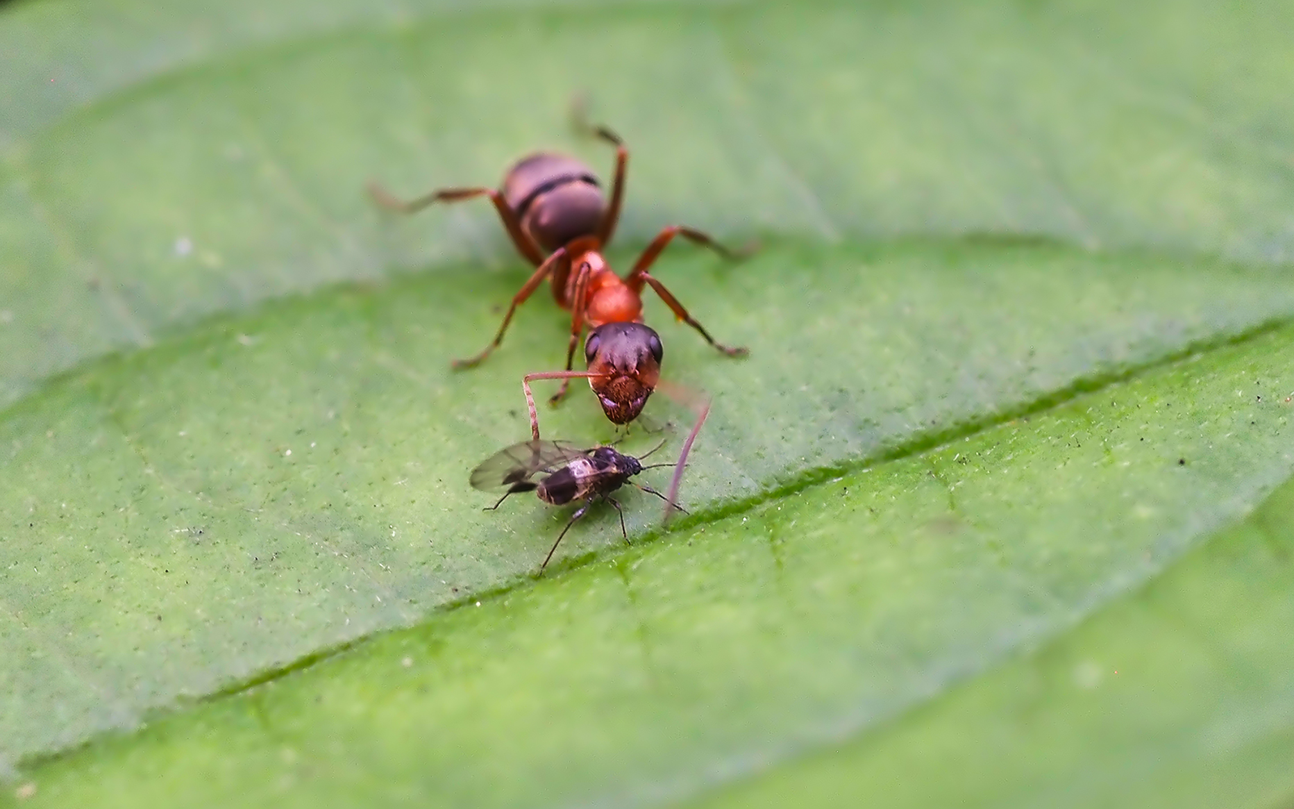 Rote Waldameise (Formica rufa) und Pflanzenlaus (Anoecia corni)