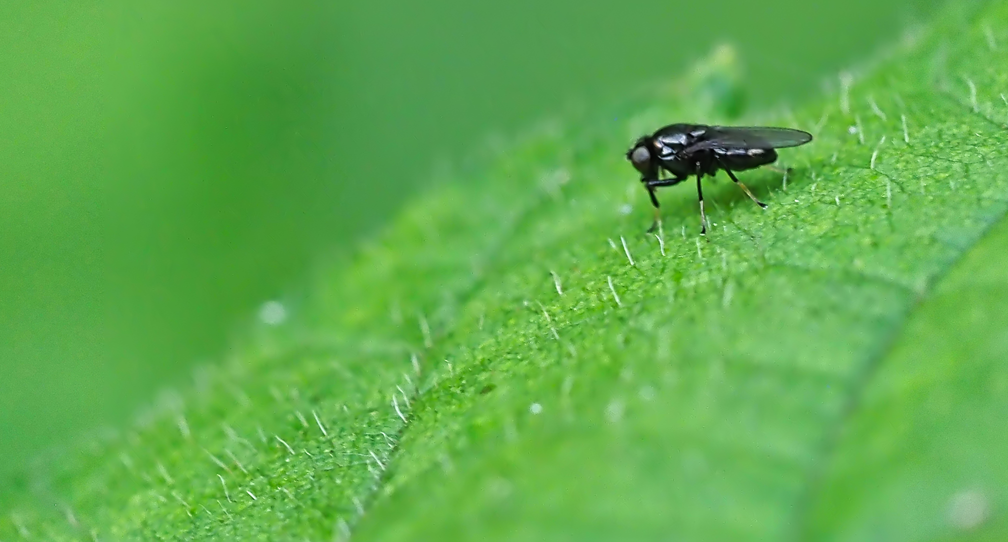 Nacktfliege (Chamaepsila nigra)