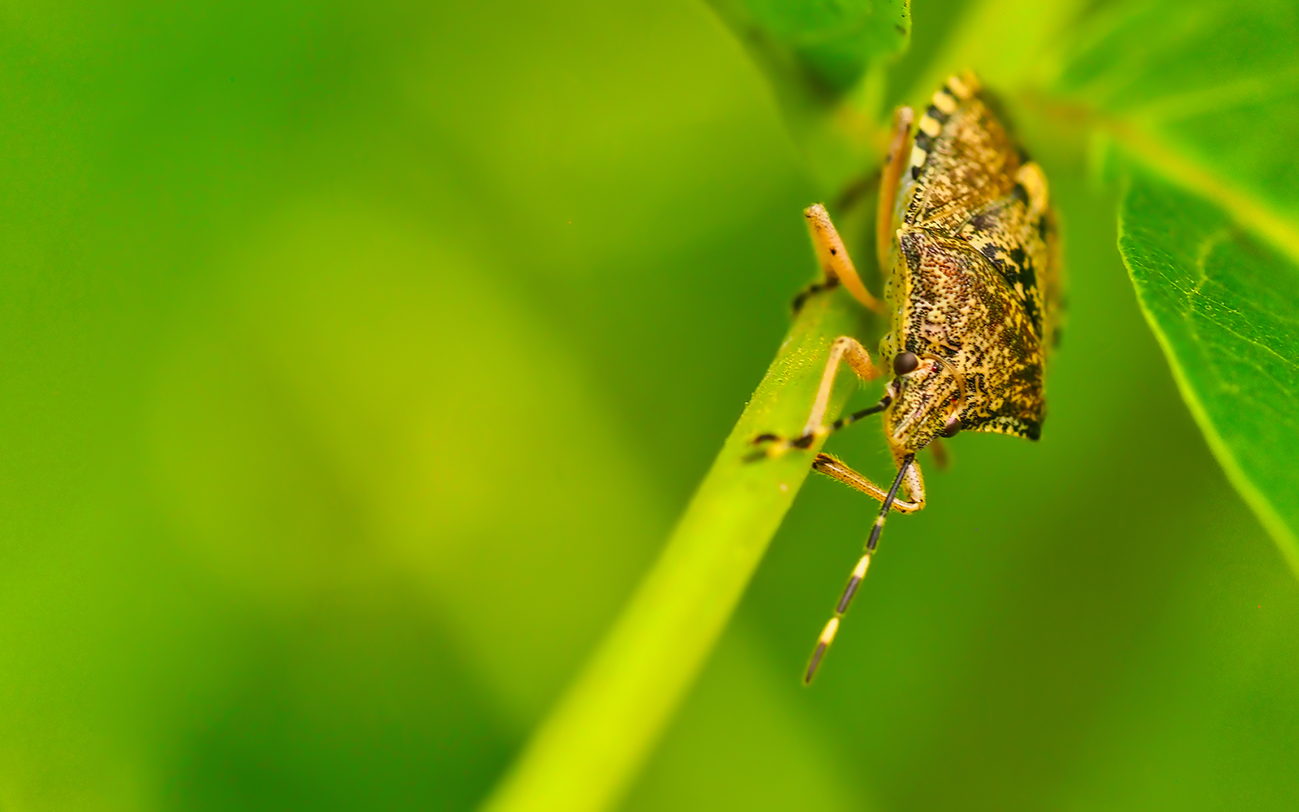 Graue Gartenwanze (Rhaphigaster nebulosa)