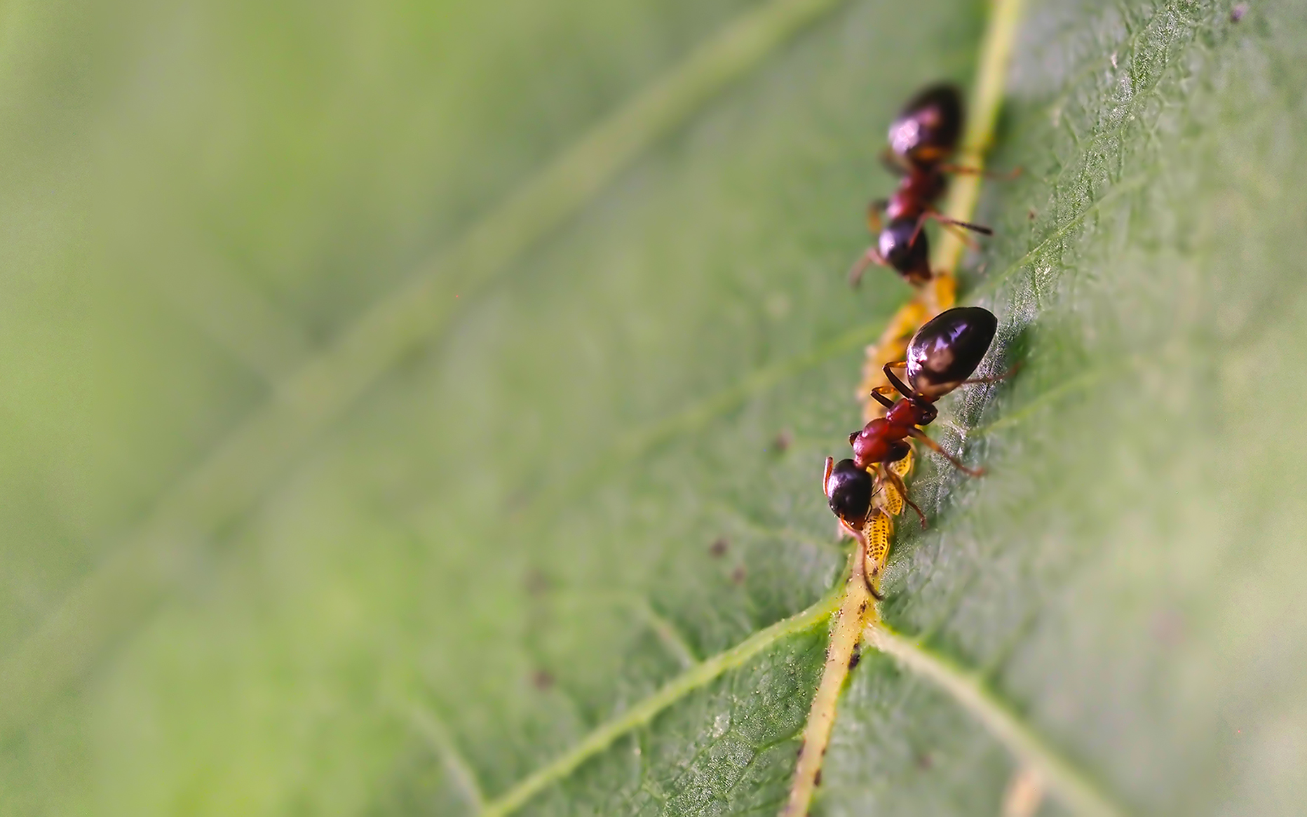 Vierpunktameisen (Dolichoderus quadripunctatus) mit Blattläusen (Aphidoidea)