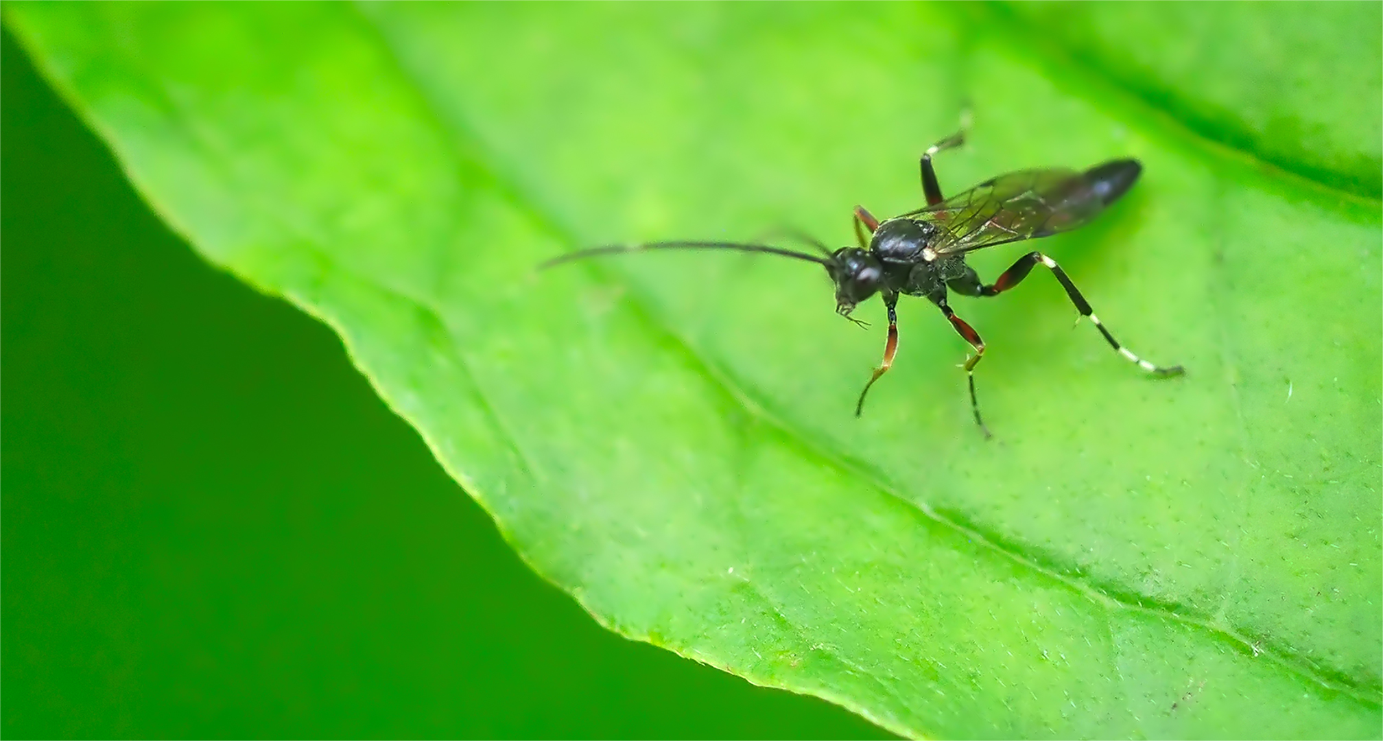 Schlupfwespe (Pseudoplatylabus violentus)