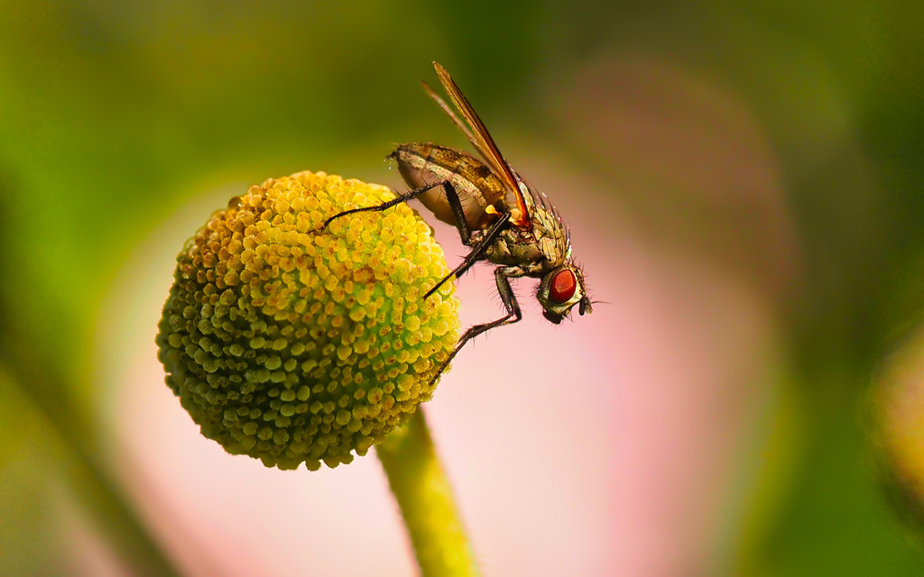 Echte Fliege (Schoenomyza litorella)