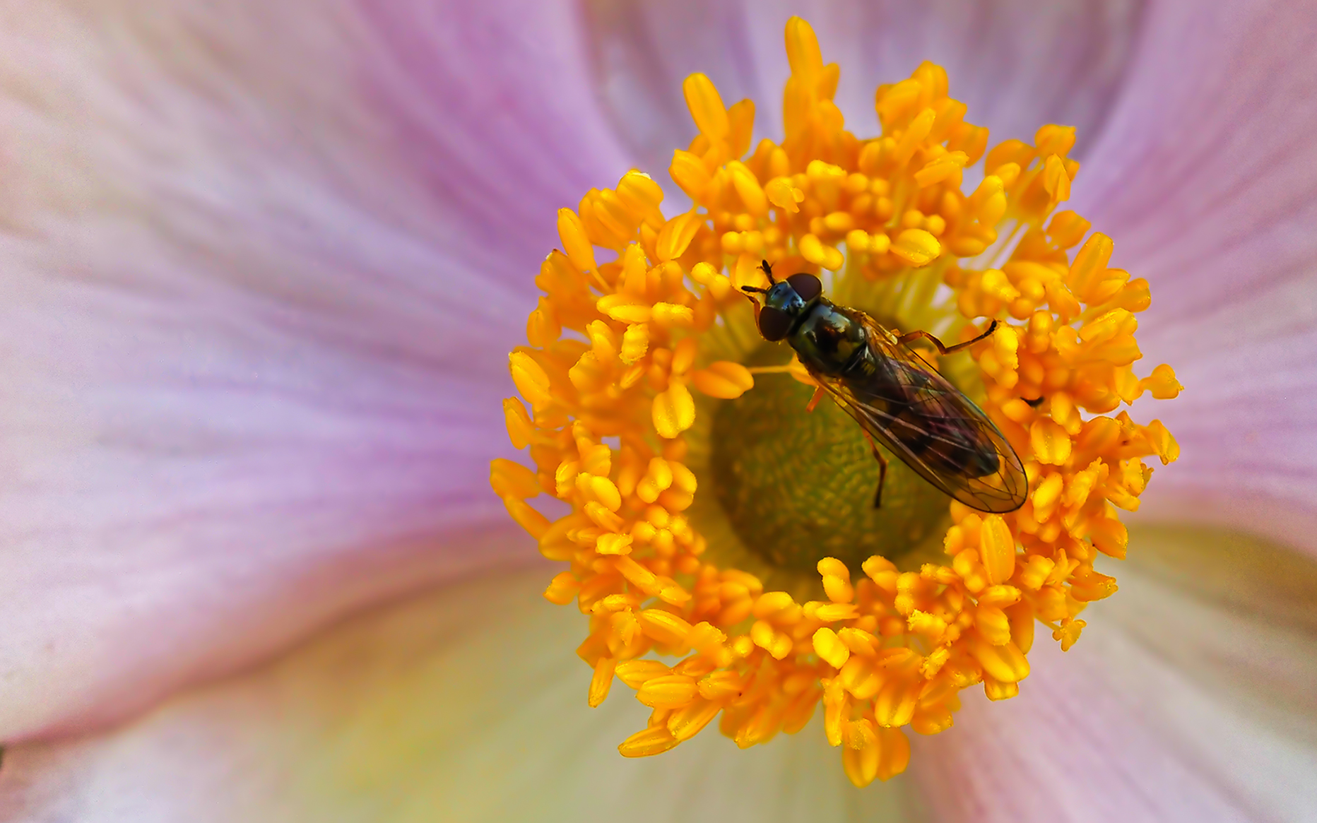 Glänzende Schwarzkopf-Schwebfliege (Melanostoma mellinum)