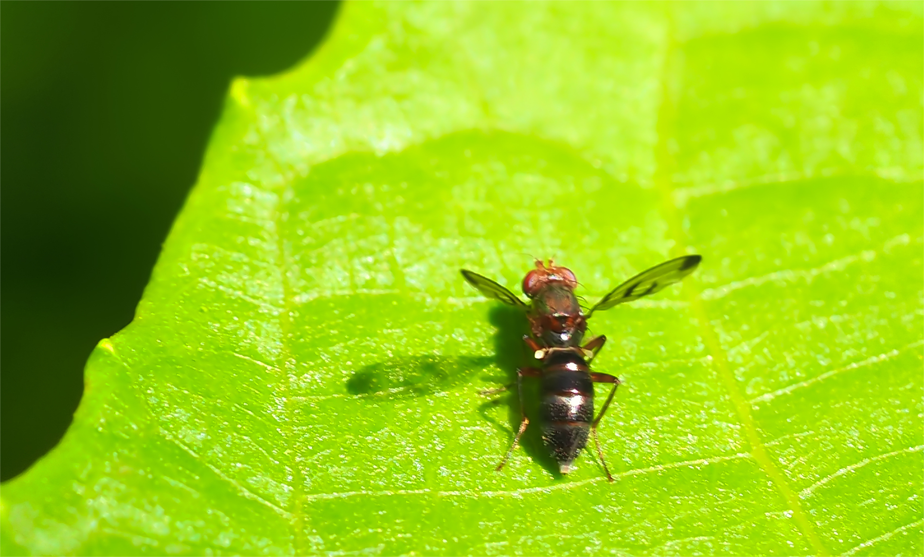 Grasfliege (Geomyza tripunctata)