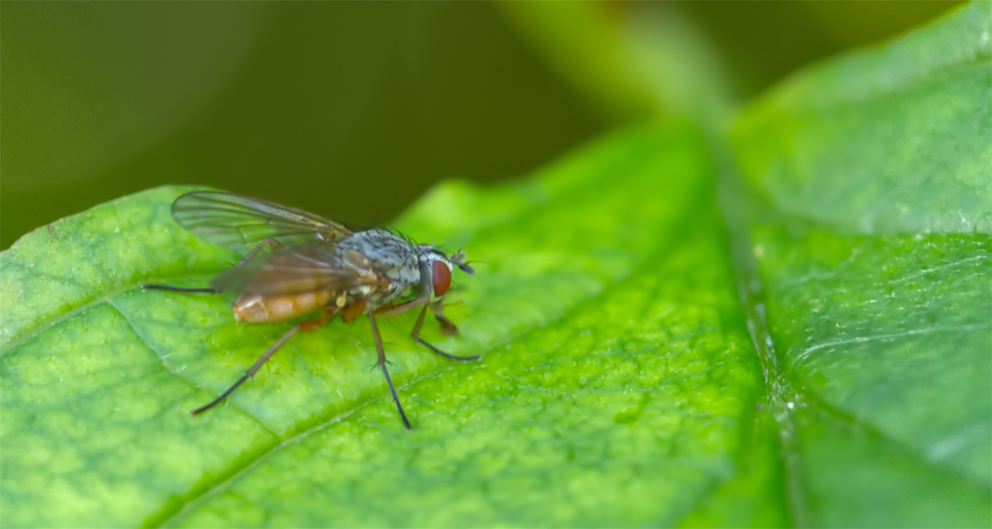 Zitterfliege (Palloptera ustulata)