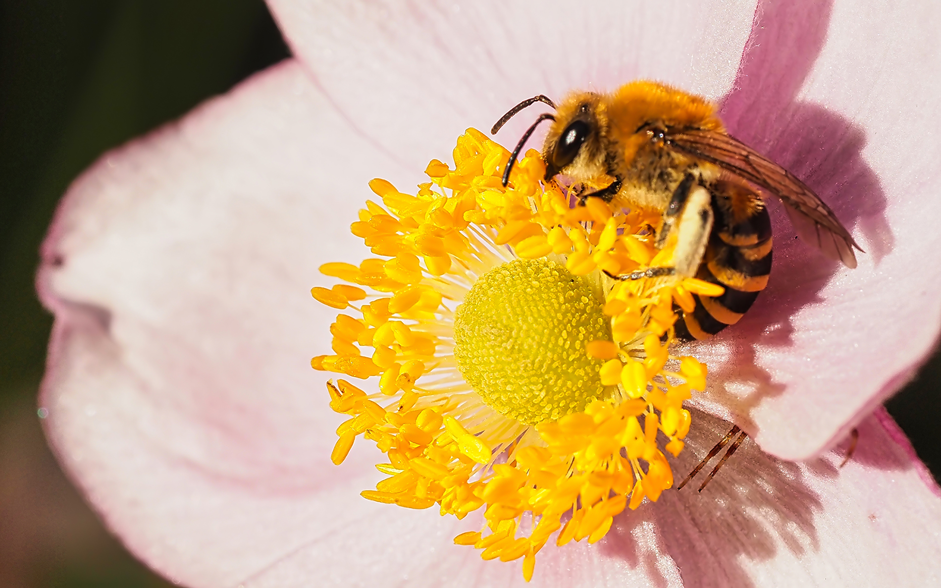 Efeu-Seidenbiene (Colletes hederae)