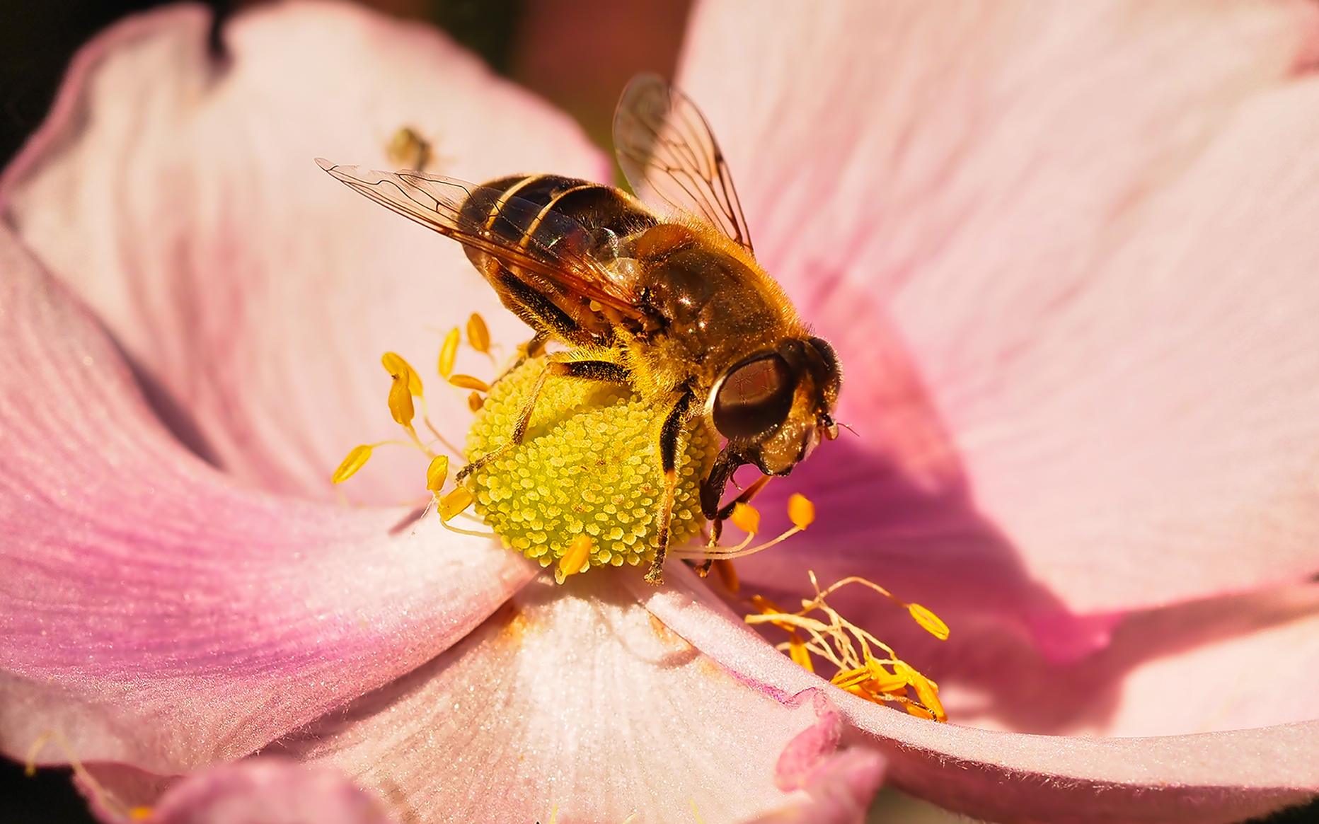 Mittlere Keilfleckschwebfliege (Eristalis interrupta)
