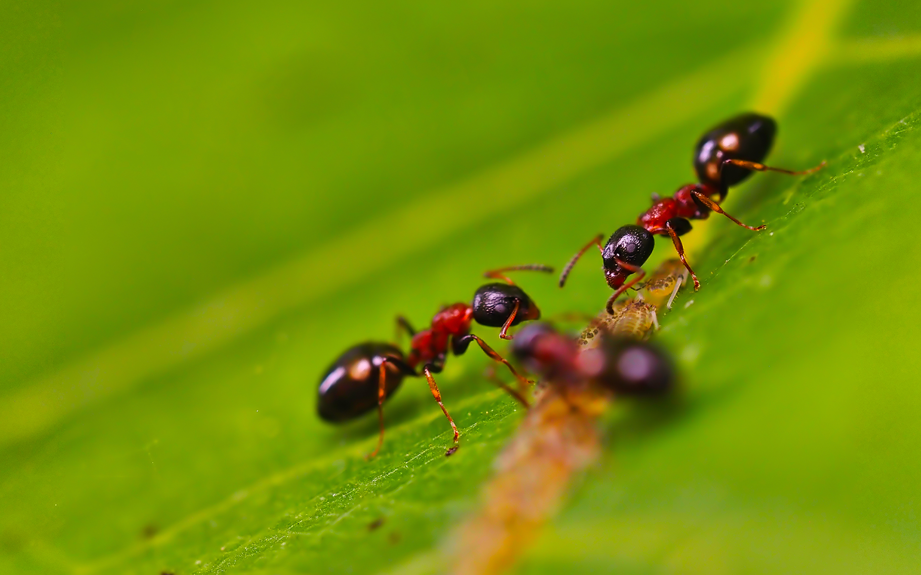 Vierpunktameisen (Dolichoderus quadripunctatus) mit Nachwuchs02
