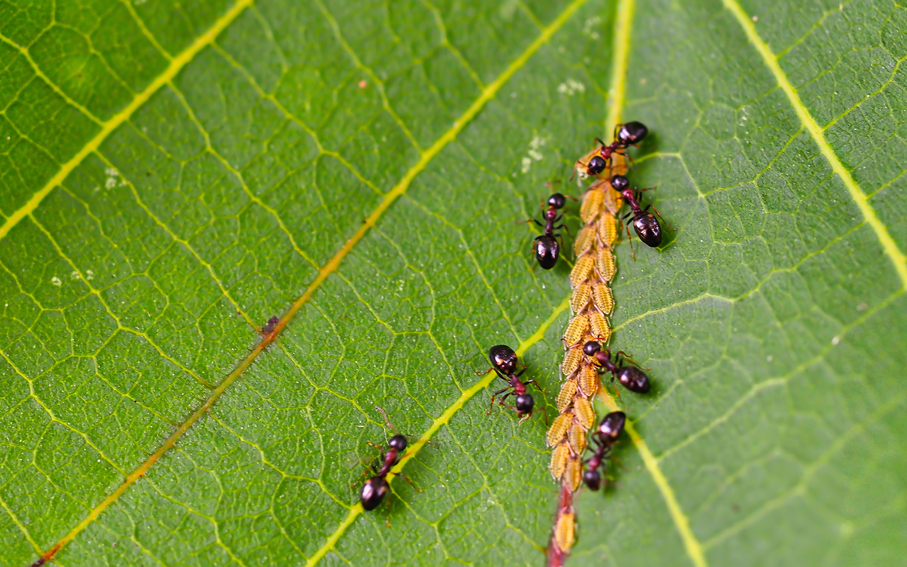 Vierpunktameisen (Dolichoderus quadripunctatus) mit Nachwuchs01
