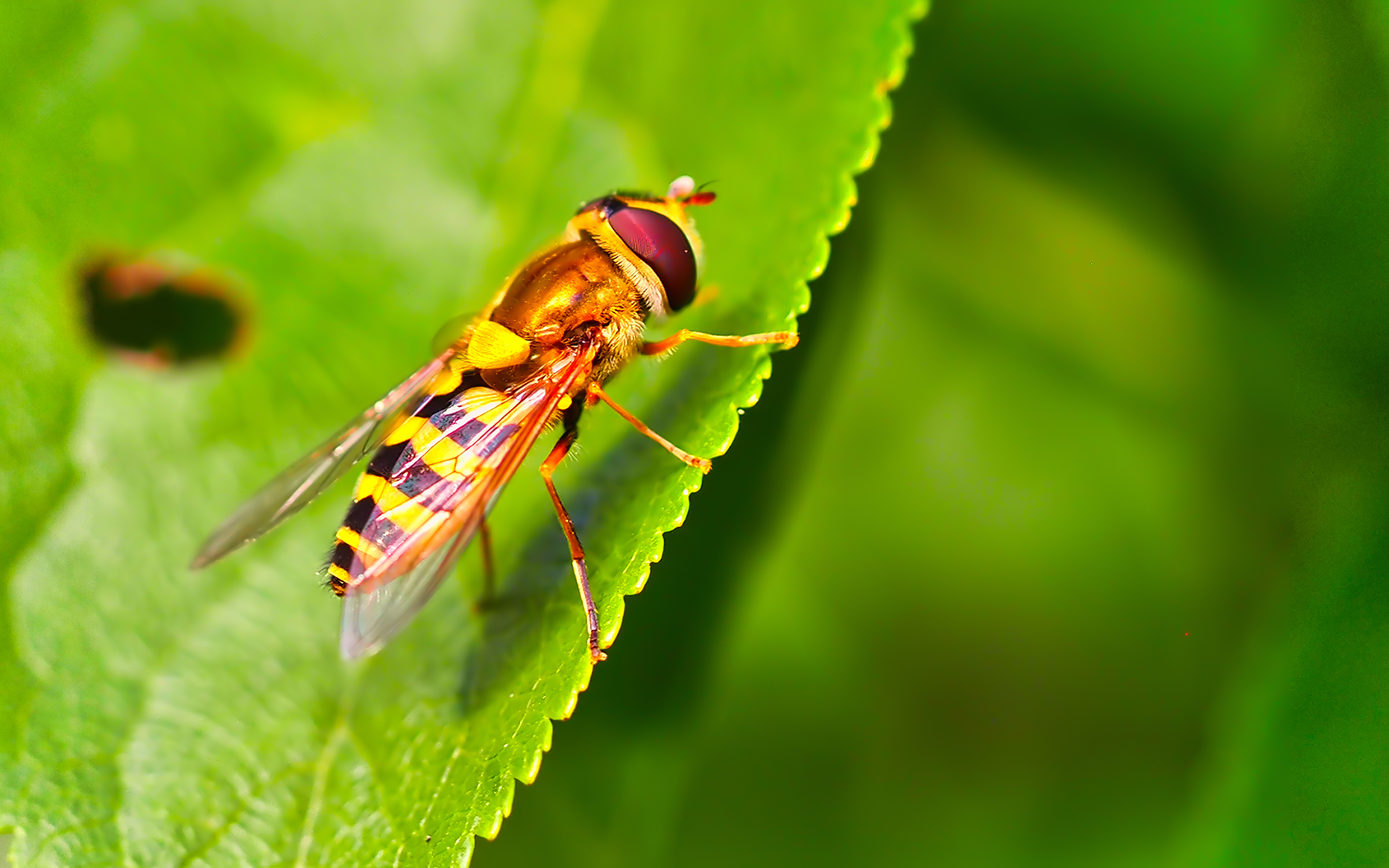 Breitband-Feldschwebfliege (Eupeodes latifasciatus)