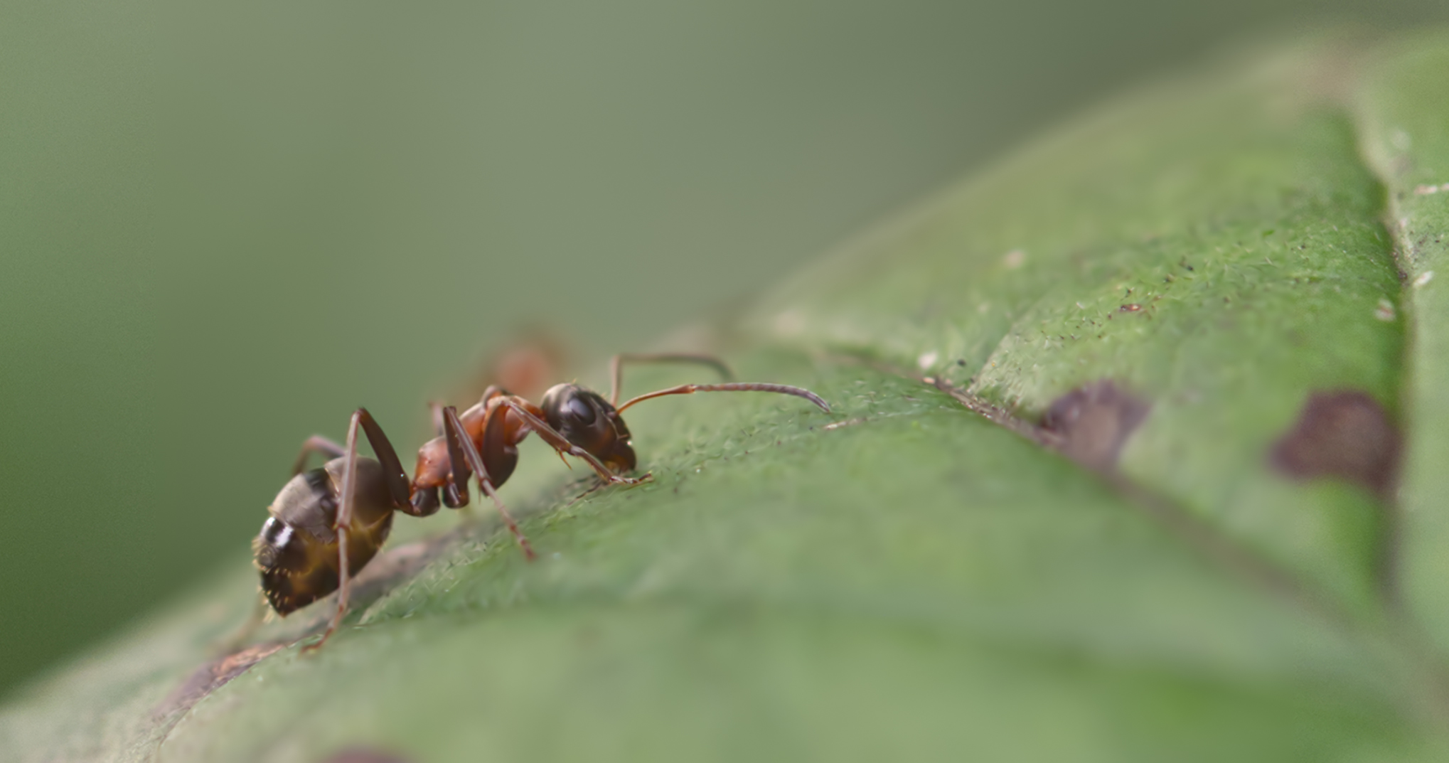 Zweifarbige Wegameise (Lasius emarginatus)