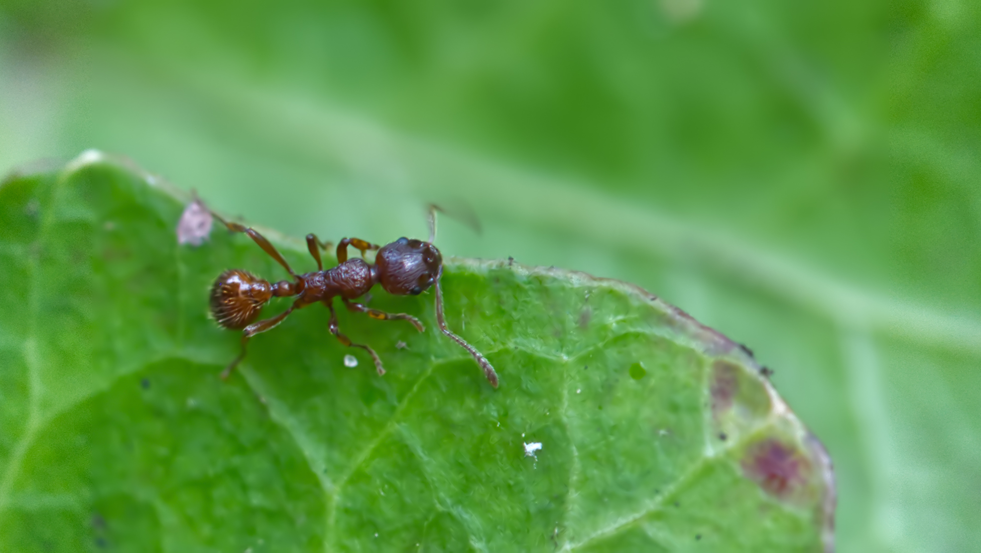 Rote Gartenameise (Myrmica rubra)