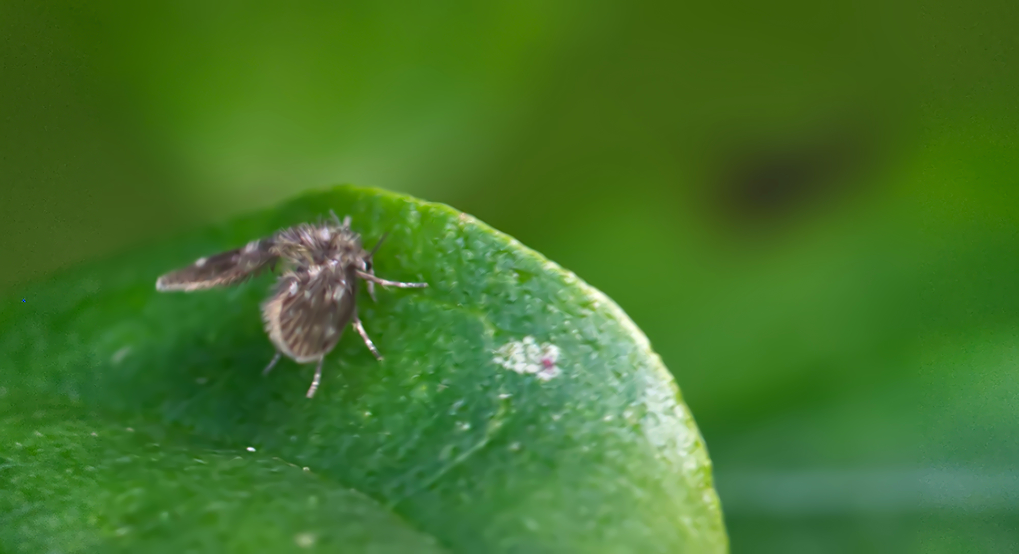 Weiß punktierte Schmetterlingsmücke (Clogmia albipunctata)