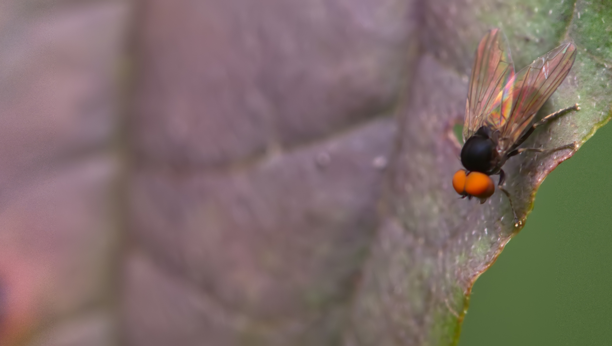 Raupenfliege (Elomya lateralis)