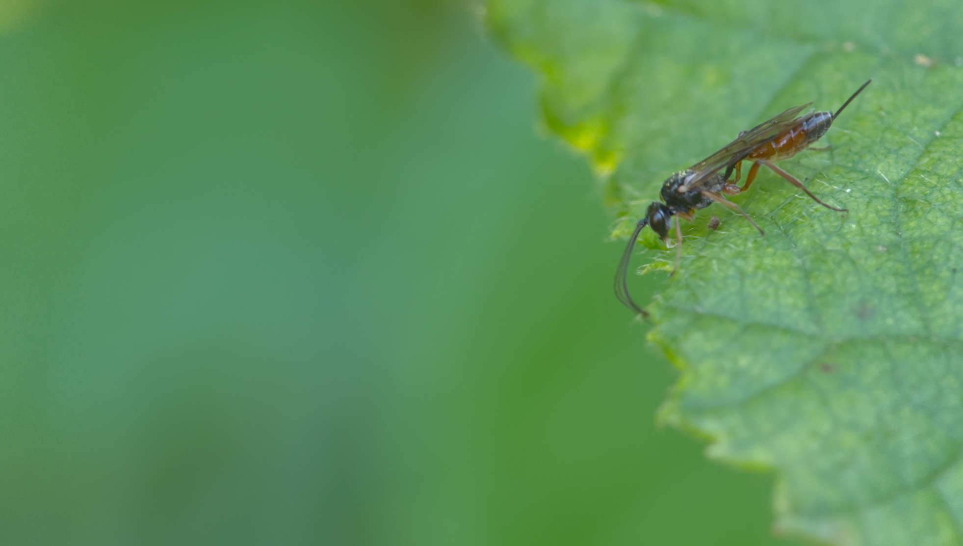 Schlupfwespe (Mesoleptus incessor)