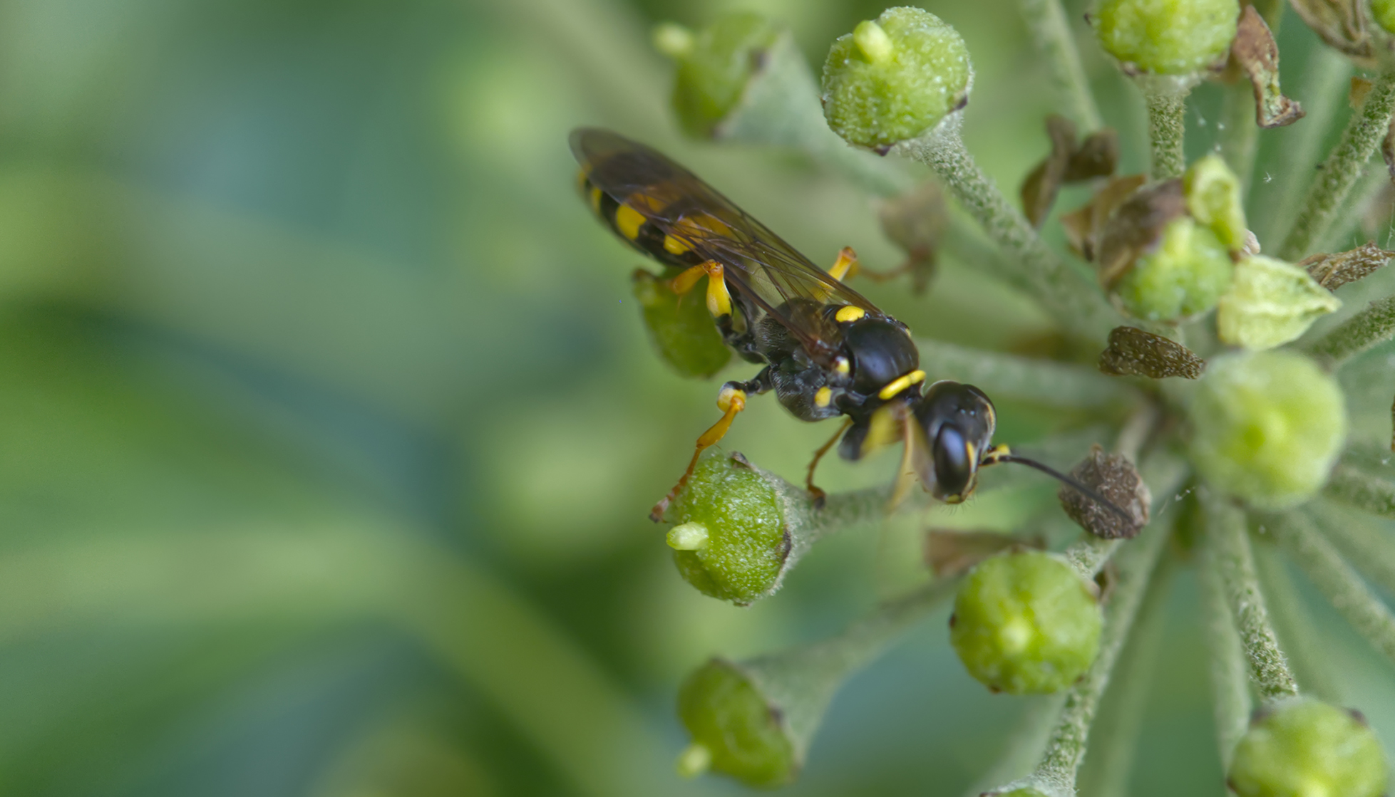 Blattwespe (Macrophya montana)