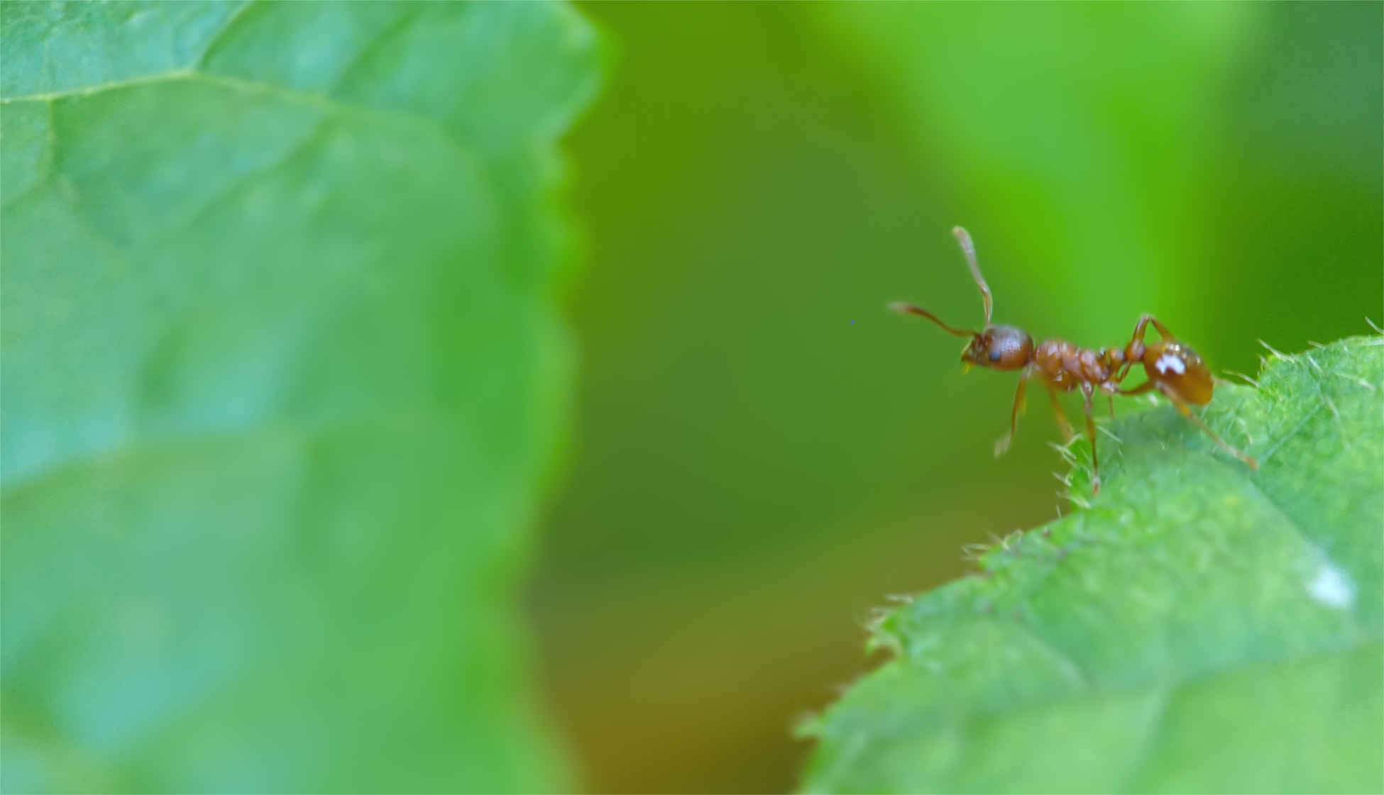 Gelbe Wiesenameise (Lasius flavus)