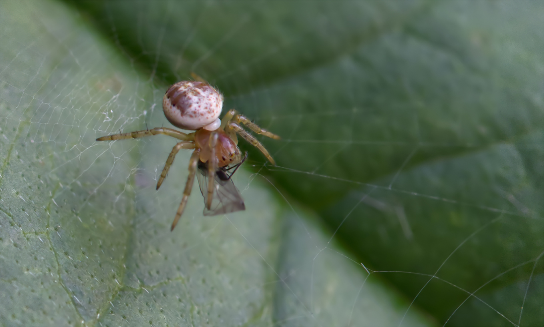 Rote Kürbisspinne (Araniella displicata) mit Blattlaus als Beute