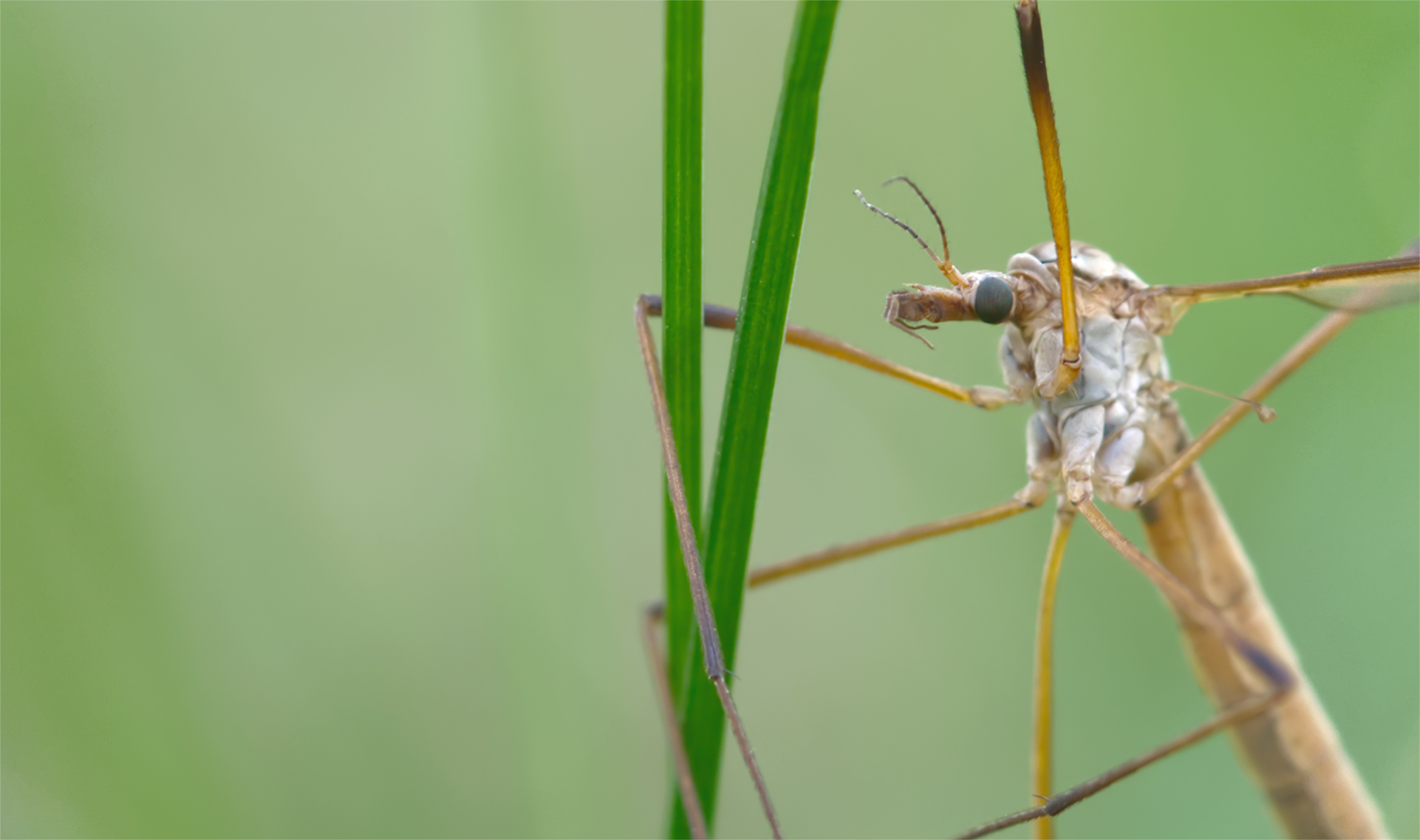 Kohlschnake Porträt (Tipula oleracea)