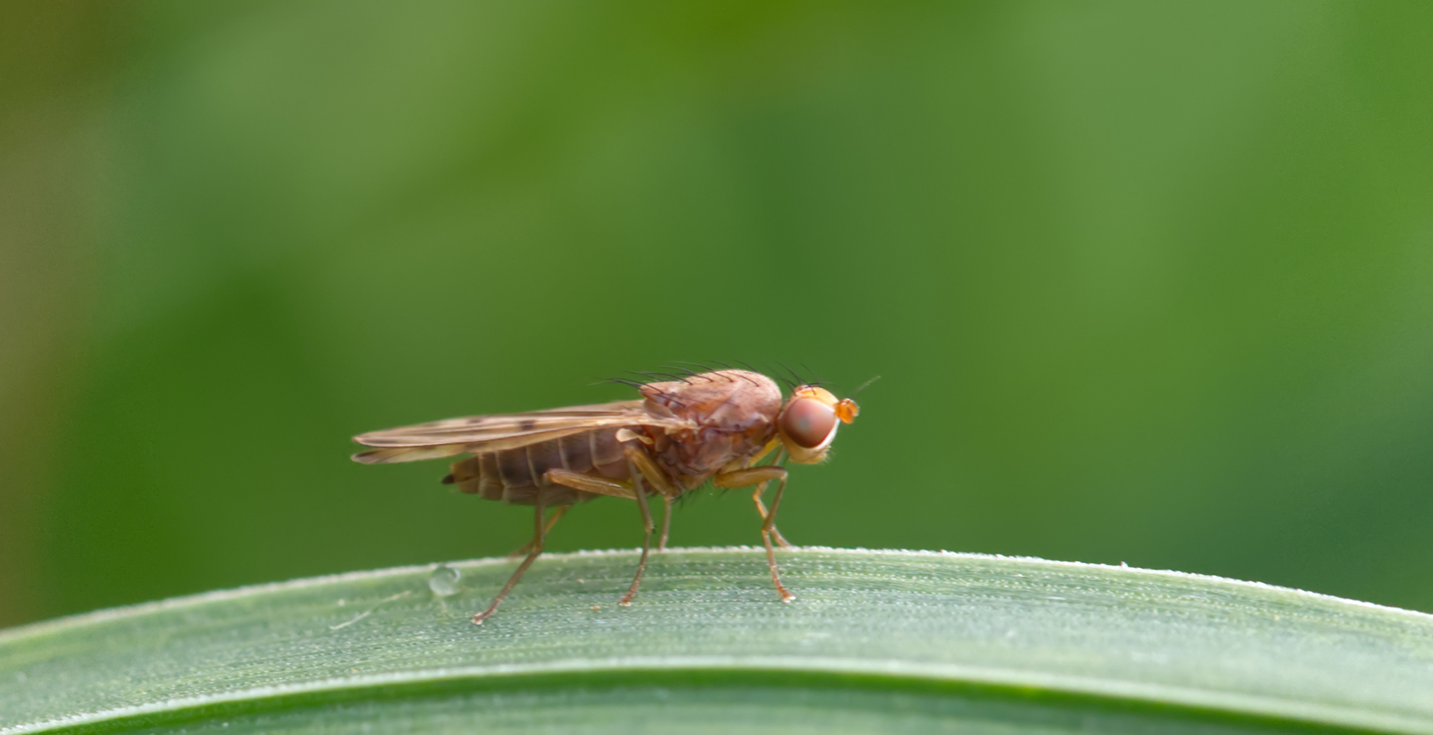 Grasfliege (Opomyza germinationis)