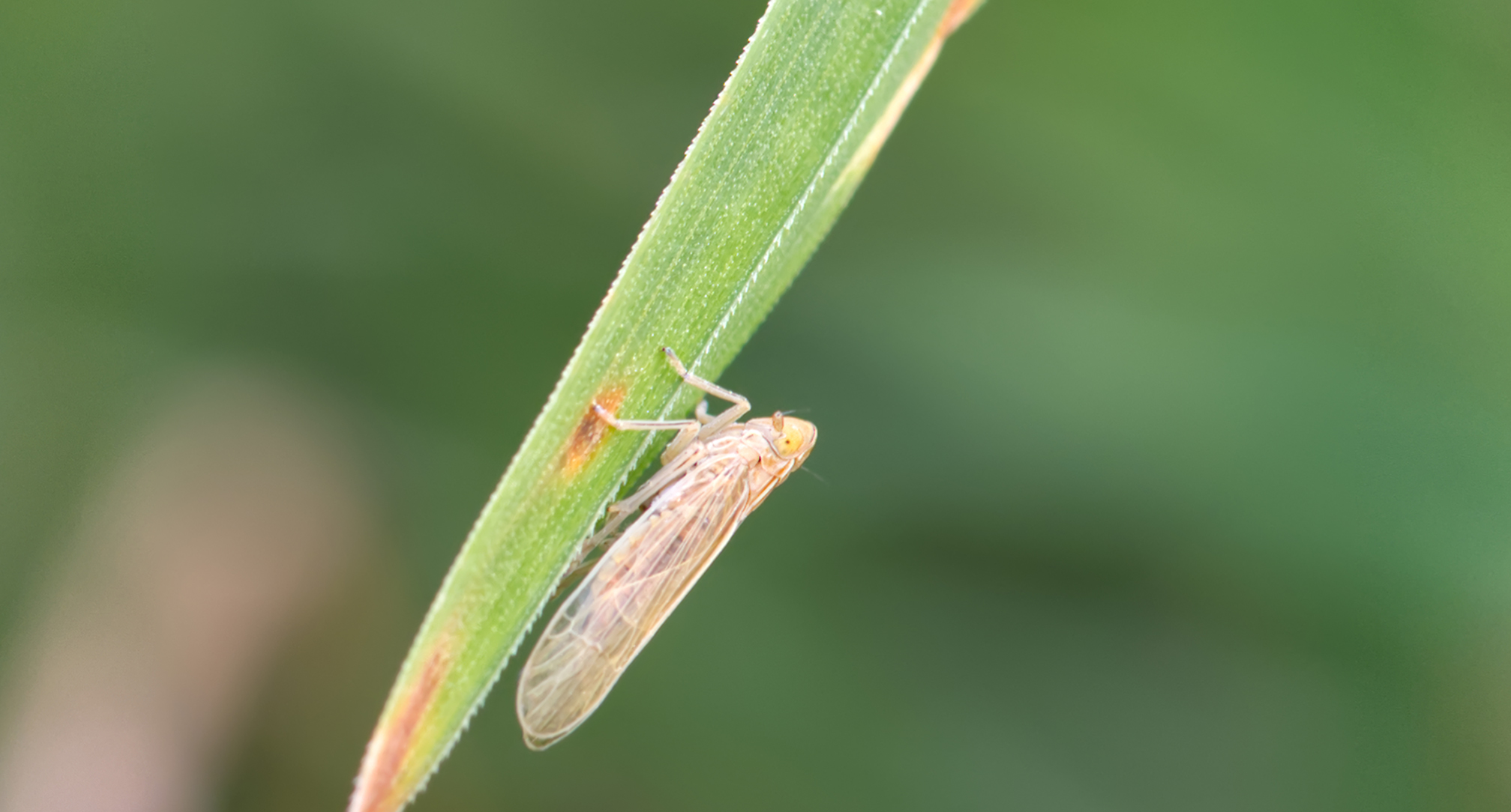 Gestreifte Spornzikade (Stenocranus minutus)
