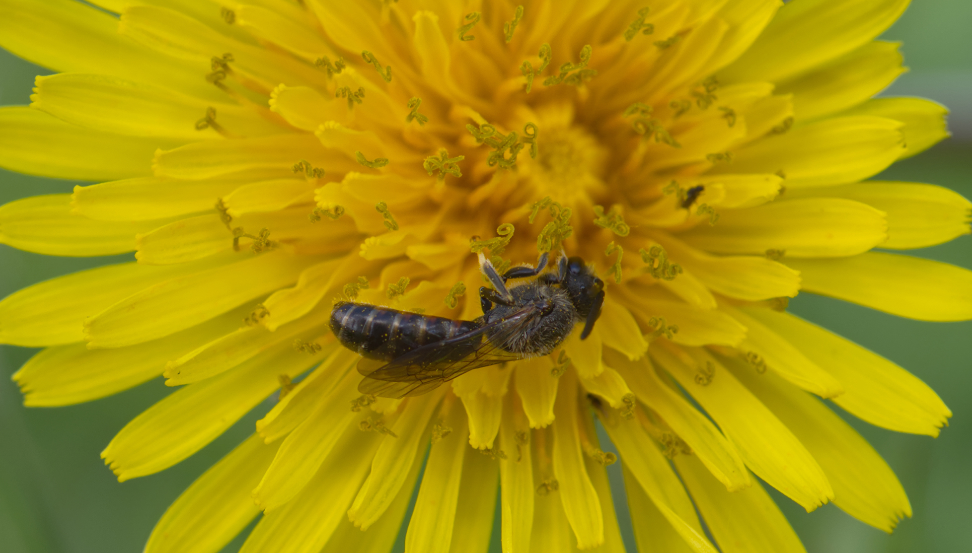 Zottige Schmalbiene (Lasioglossum villosulum)