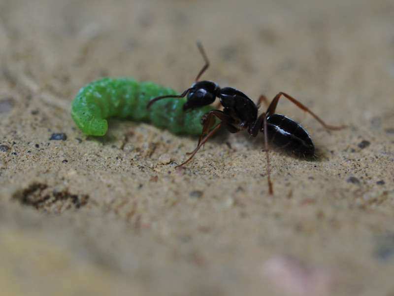 https://naturfotografie-schneeberger.de/wp-content/uploads/2025/10/Schwarze_Wegameise_und_gruene_Raupe_Lasius_niger-800x600-1-800x600.jpg