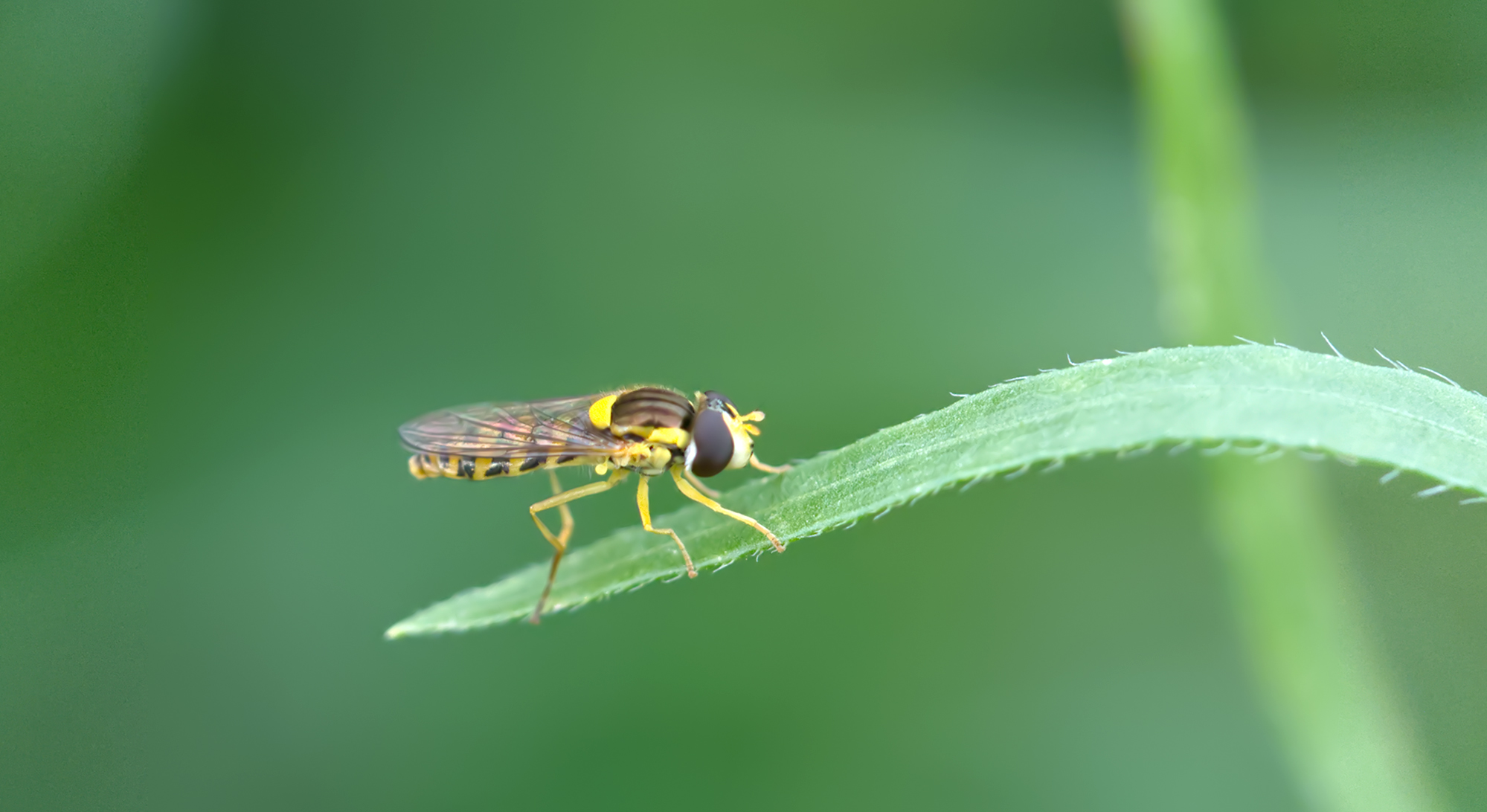 Halmfliege (Chlorops speciosus)