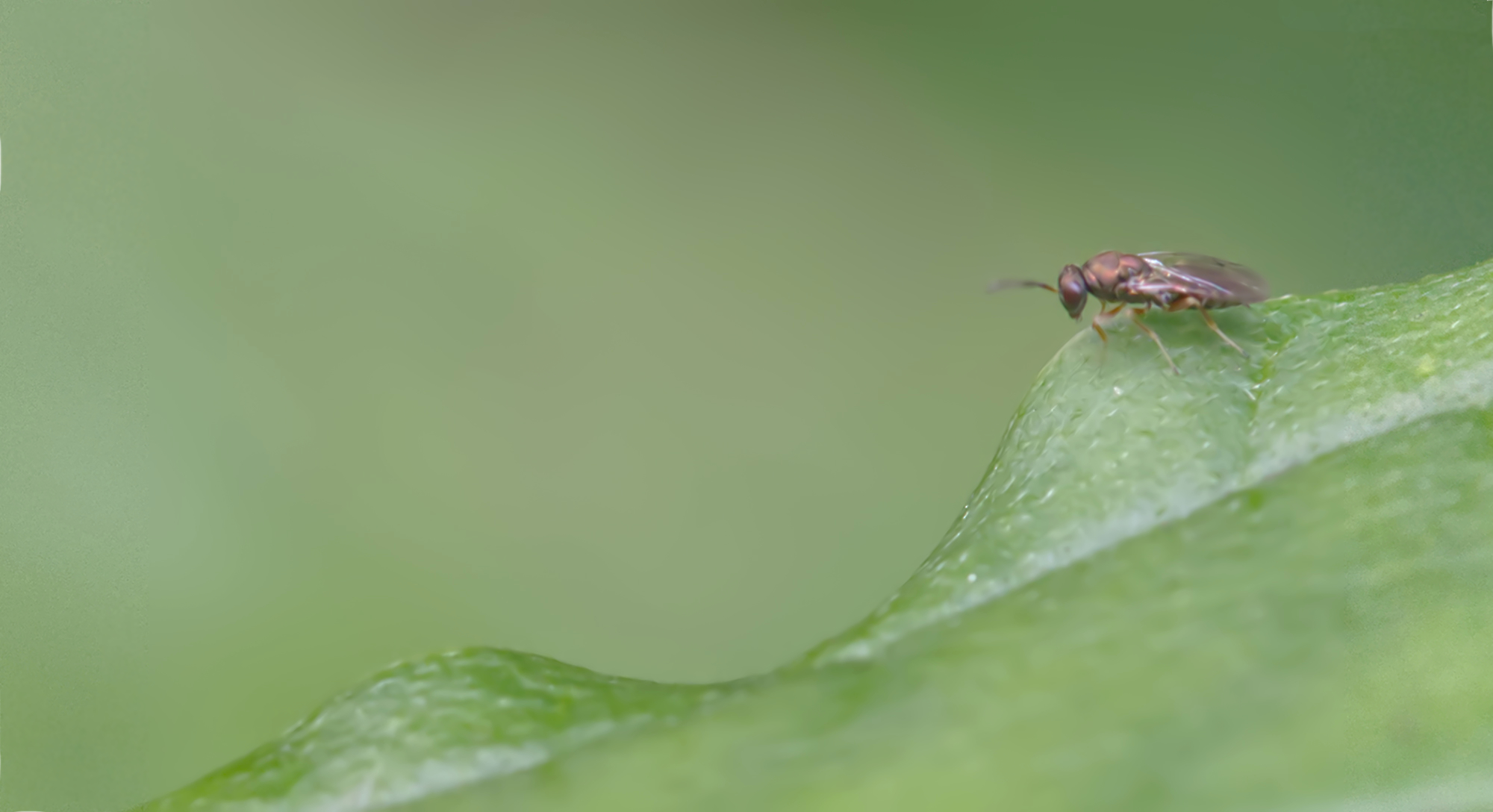 Erzwespe (Monodontomerus aereus)