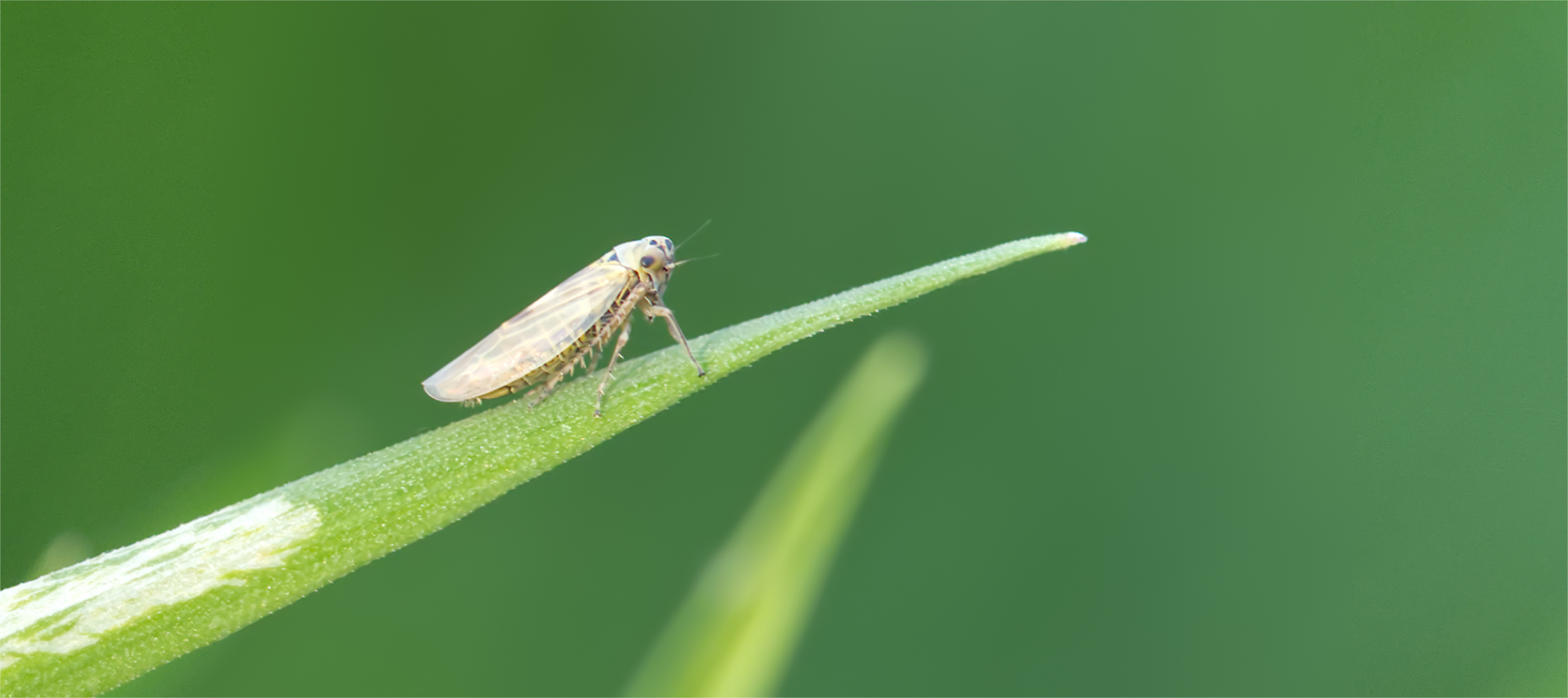 Knaulgraszirpe (Cicadula persimilis)