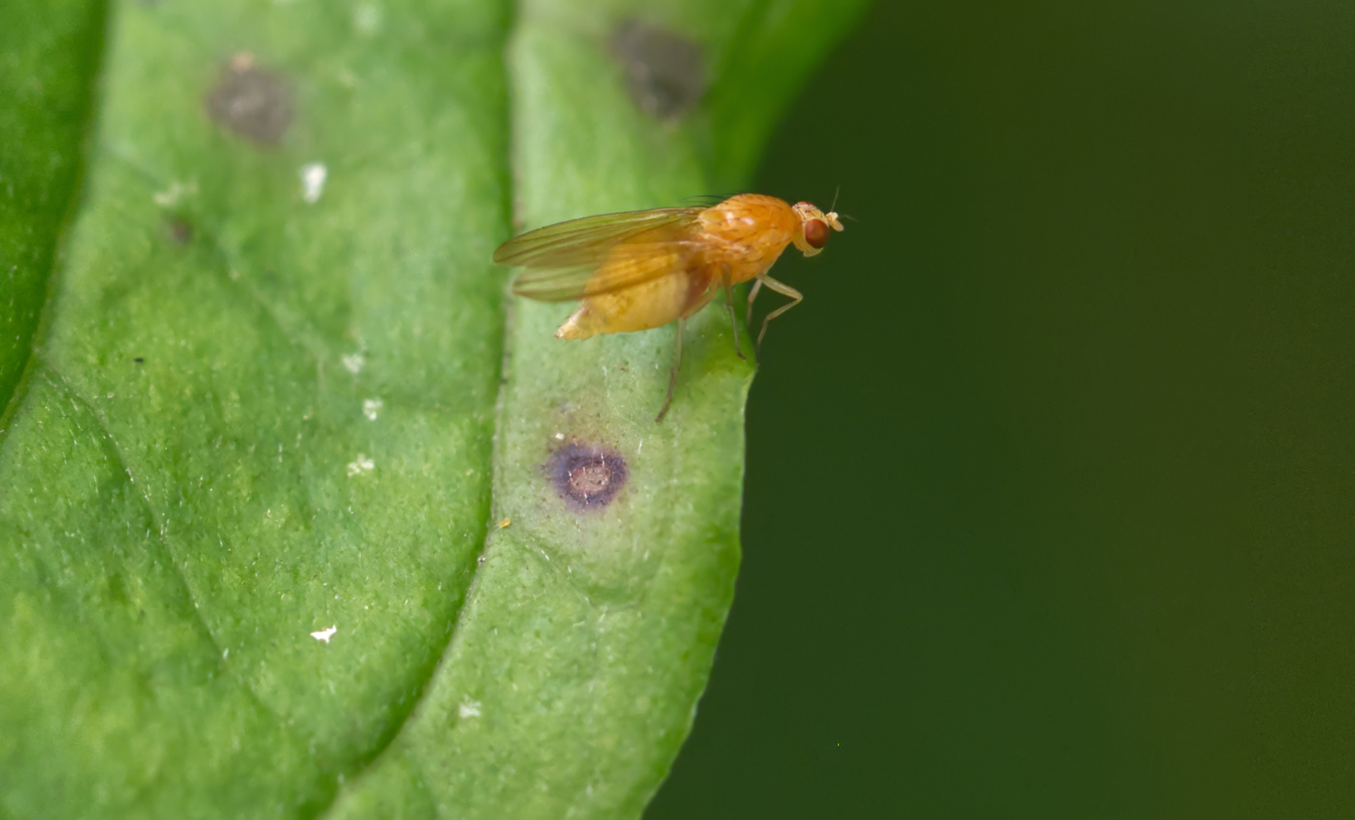 Polierfliege (Meiosimyza decipiens)