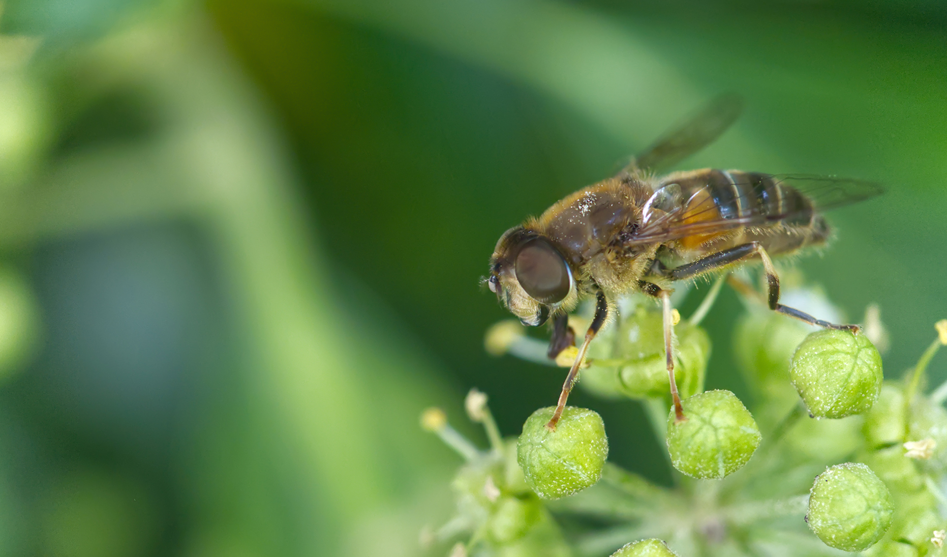 Mittlere Keilfleckschwebfliege (Eristalis interrupta)
