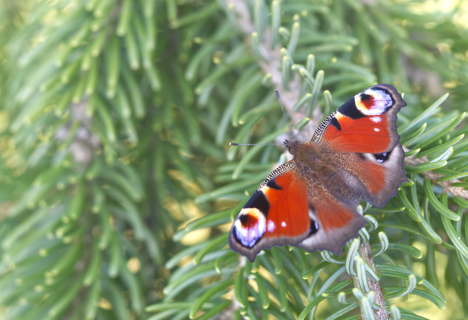Tagpfauenauge01 (Aglais io)