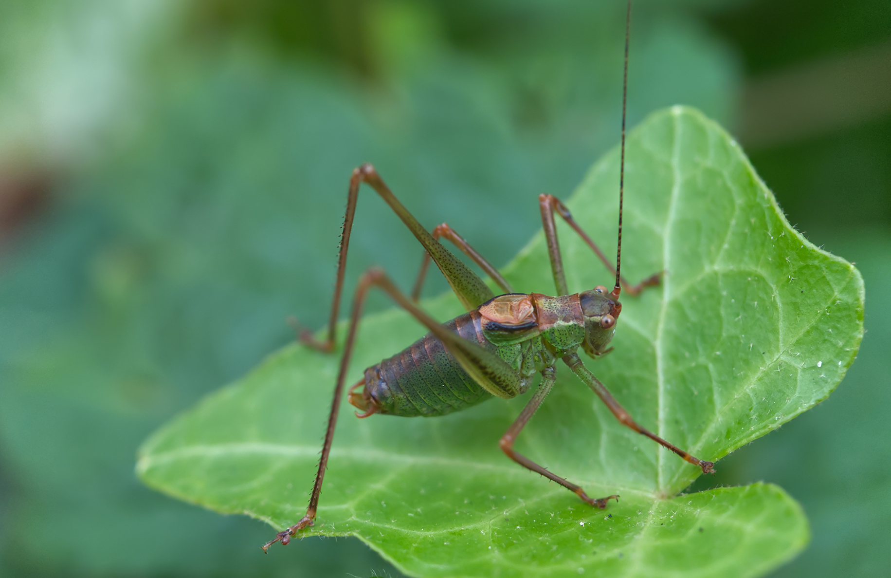 Gemeine Strauchschrecke (Pholidoptera griseoaptera)
