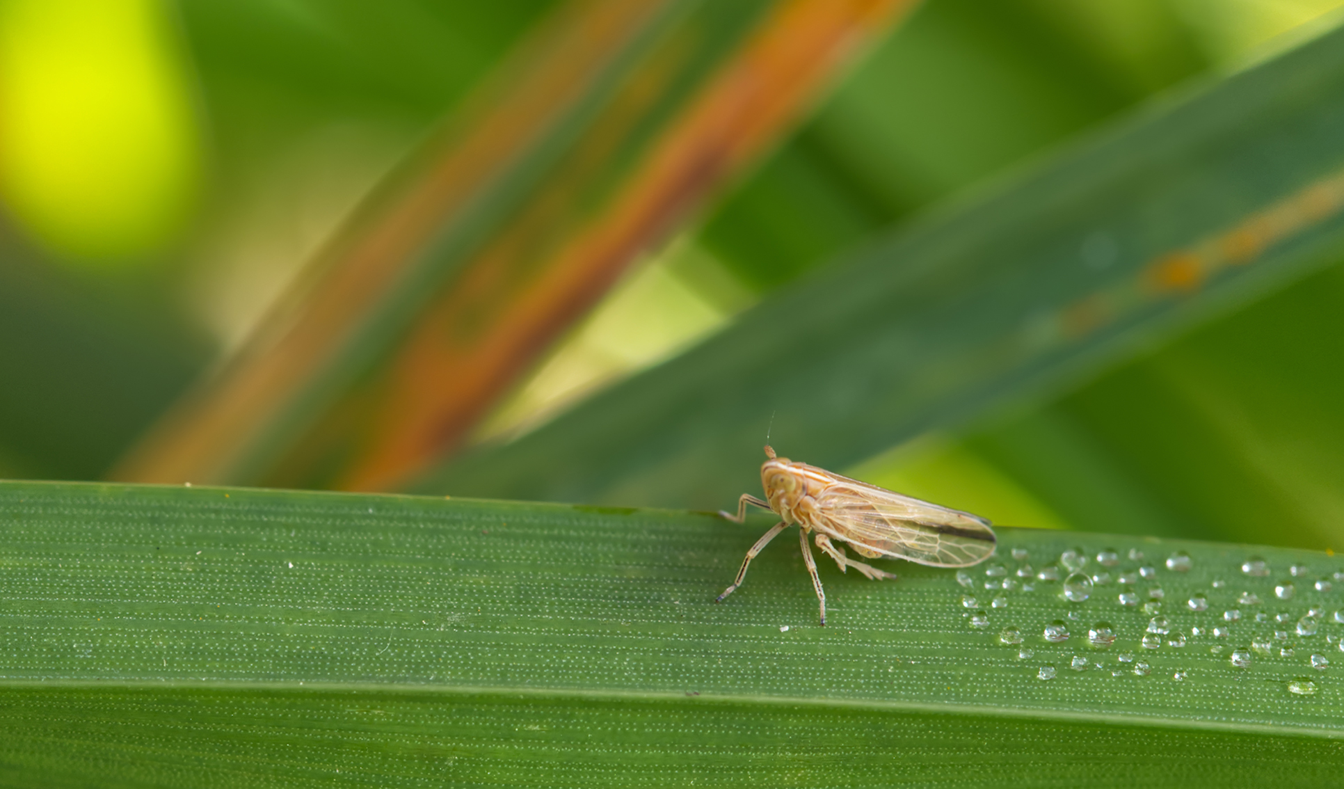 Gestreifte Spornzikade02 (Stenocranus minutus)