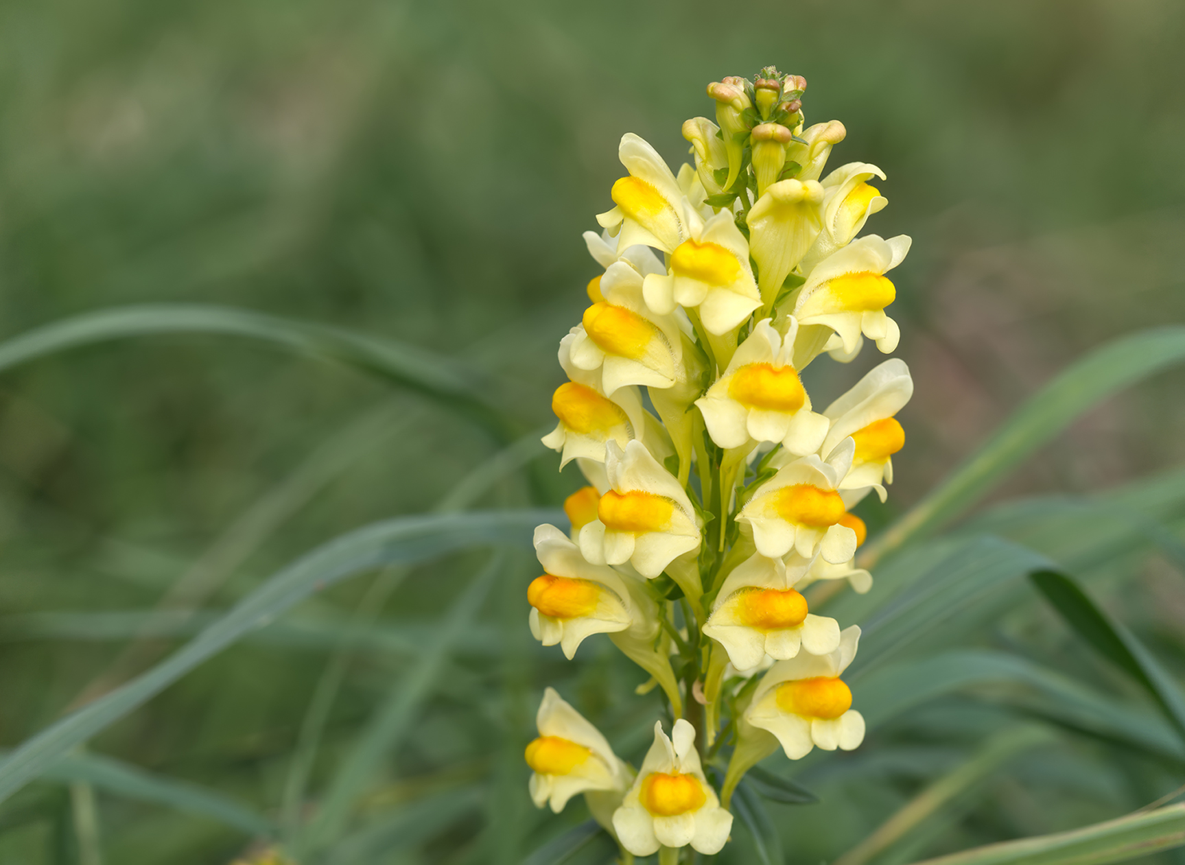 Echtes Leinkraut (Linaria vulgaris)