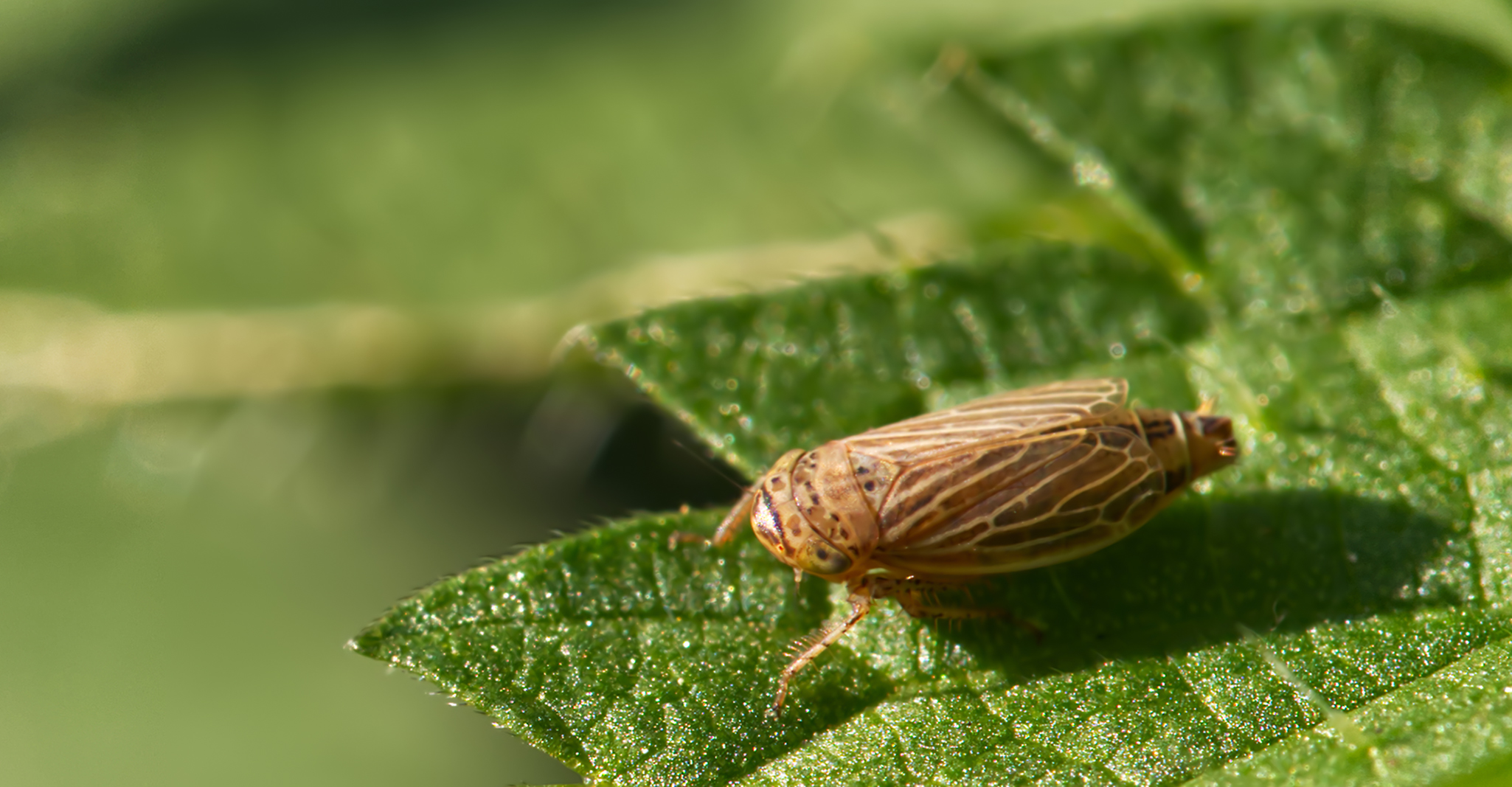 Wiesengraszirpe (Streptanus aemulans)